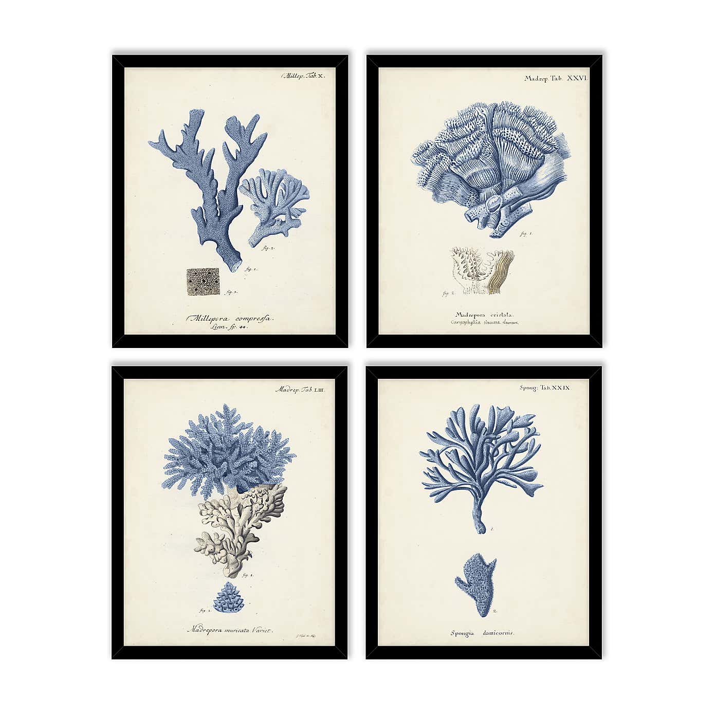 Set of 4 Antique Coral Framed Prints