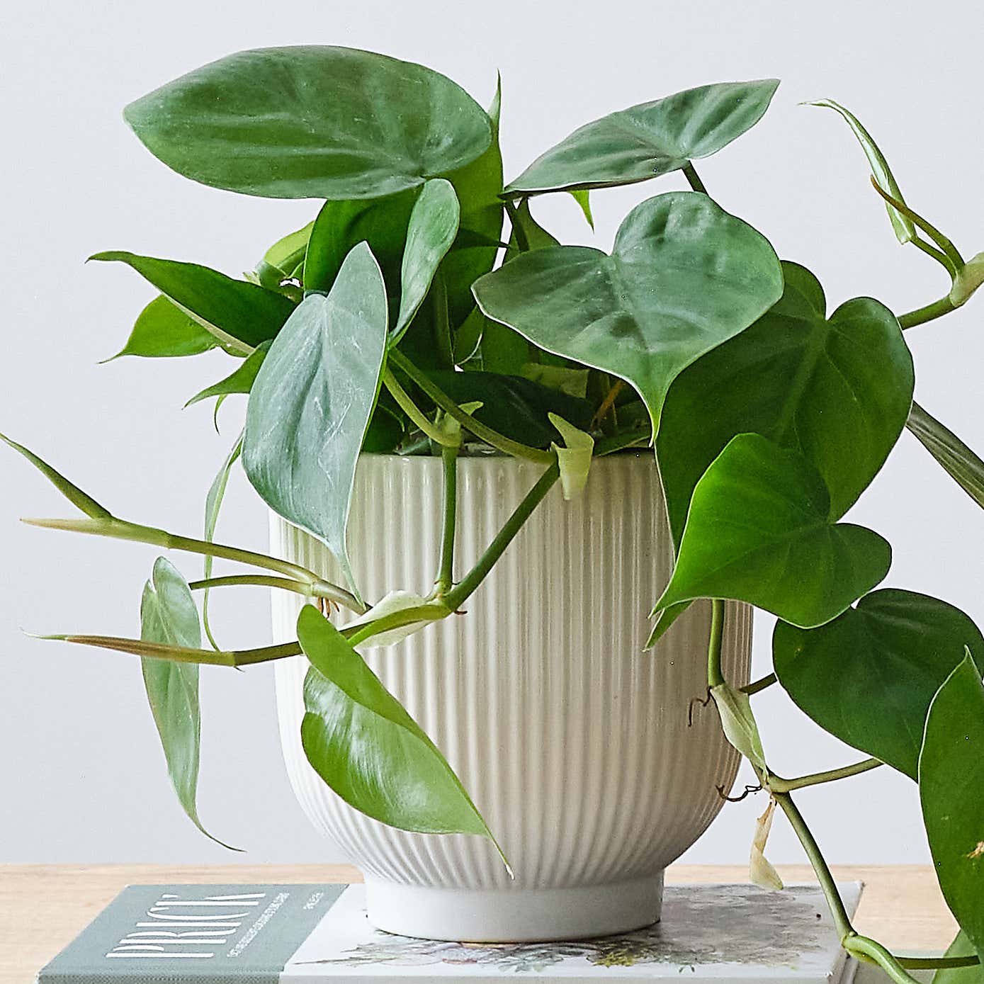 Propagation Potted House Plant Bundle