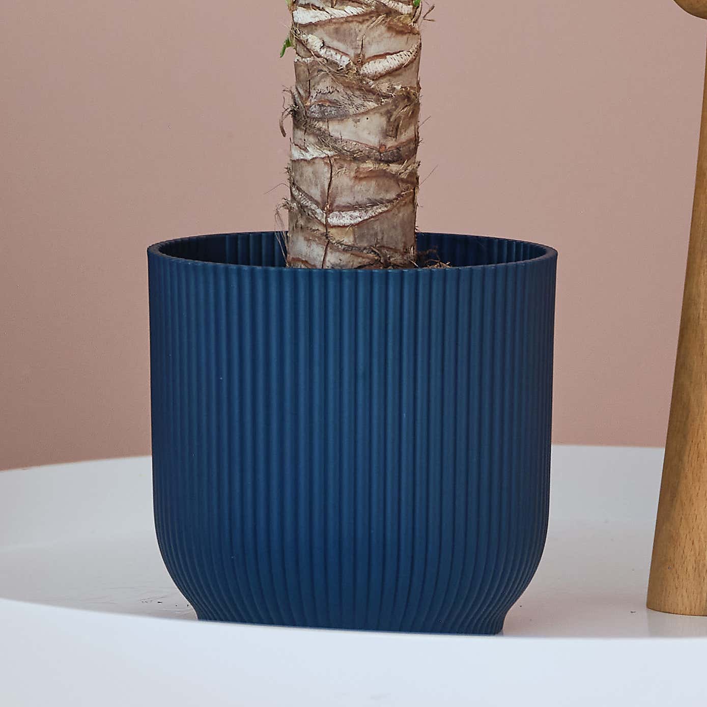 Yucca House Plant in Elho Pot