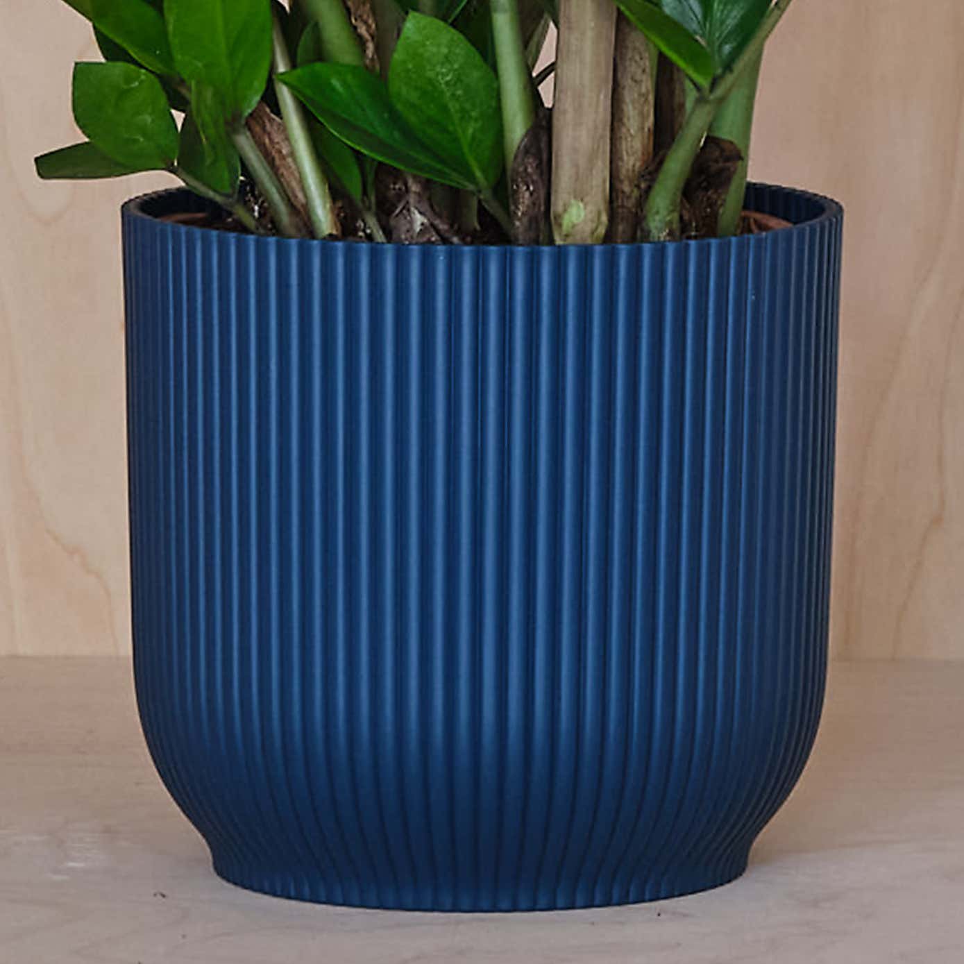 ZZ House Plant in Elho Pot