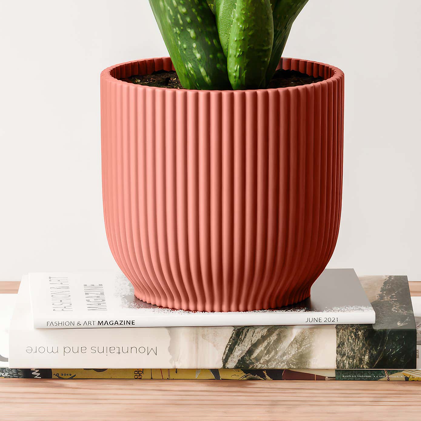 Aloe Vera House Plant in Elho Vibes Pot