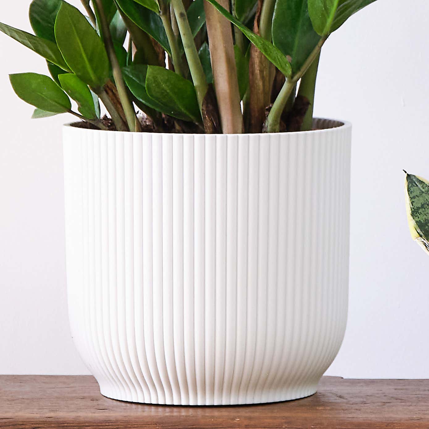 Unkillable Potted House Plant Bundle