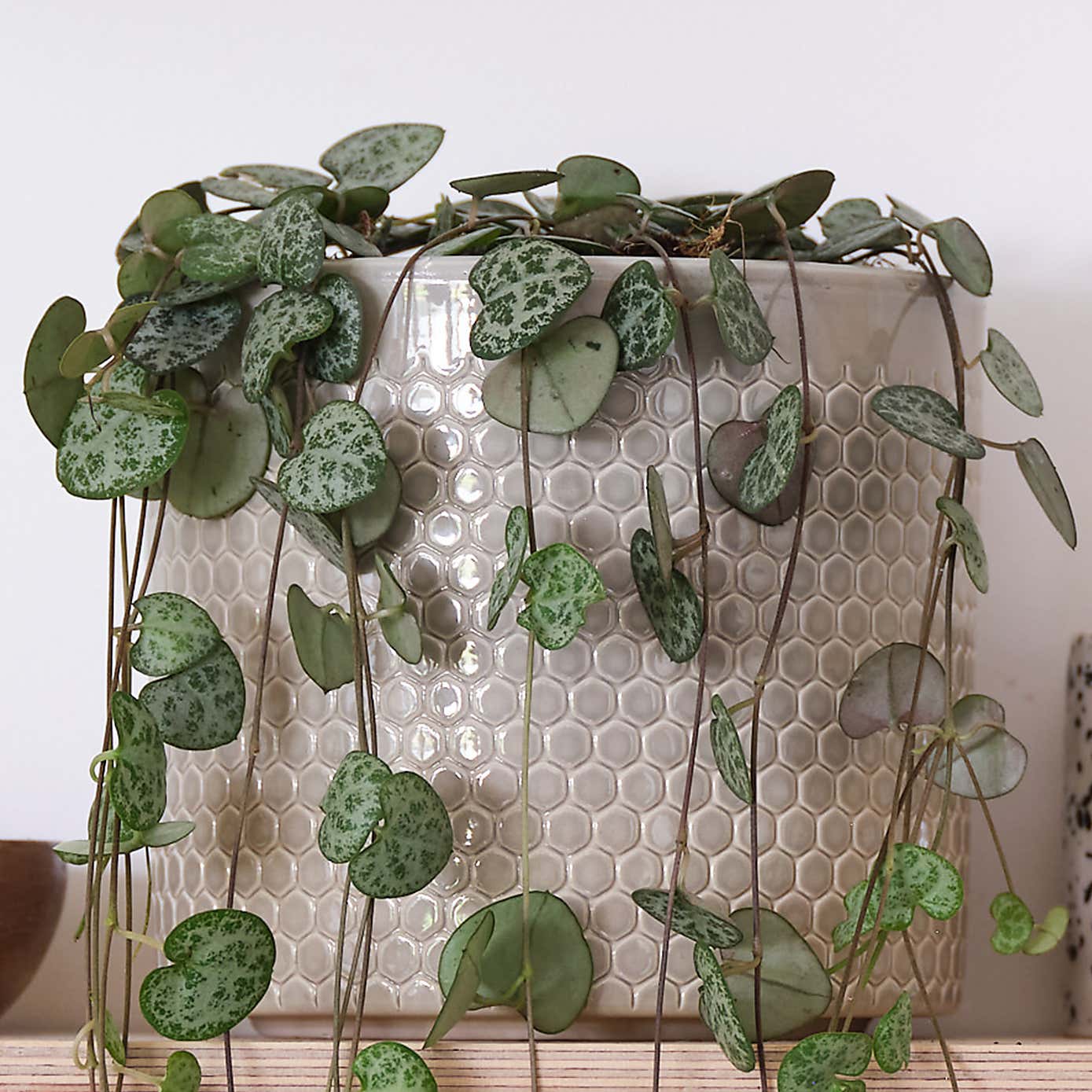 String Of Hearts House Plant in Capri Pot