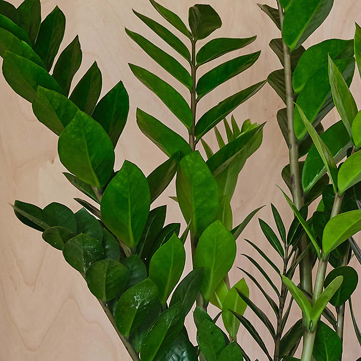 ZZ House Plant in Elho Pot