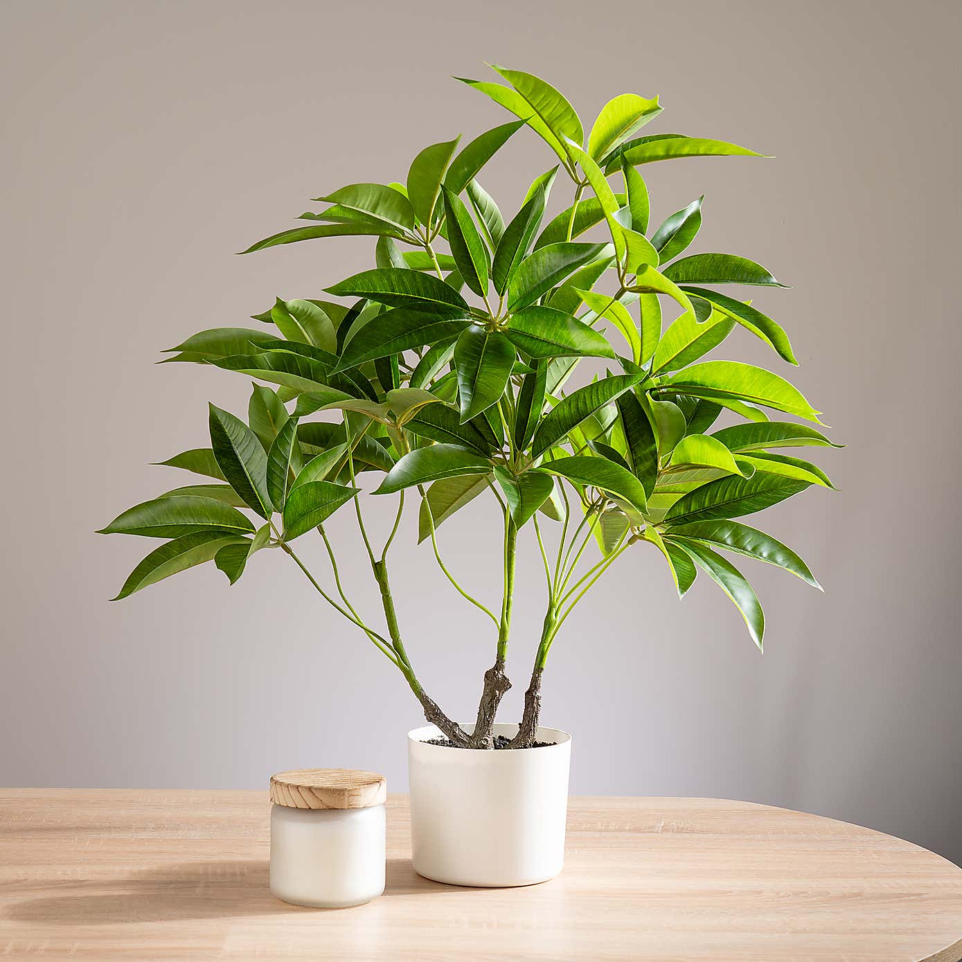 Artificial Umbrella Plant in White Plant Pot