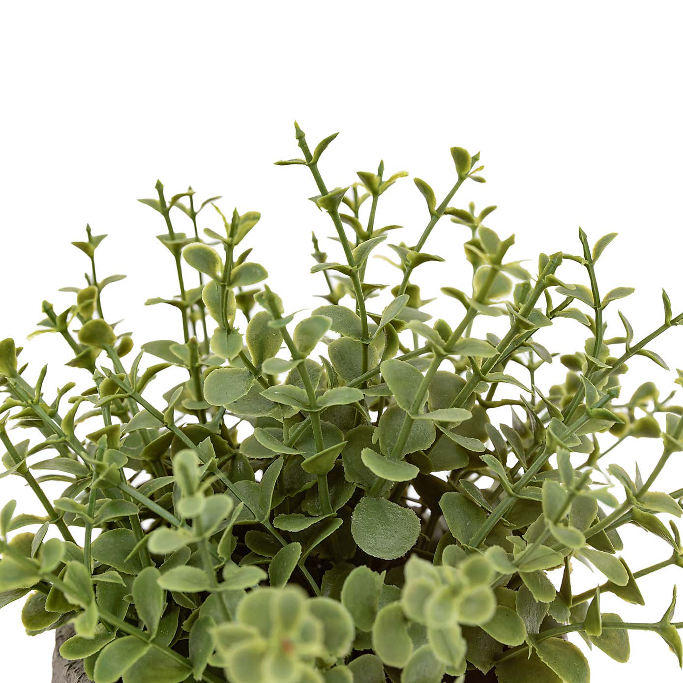 Set of 2 Articial Rosemary Plants in Ceramic Pots