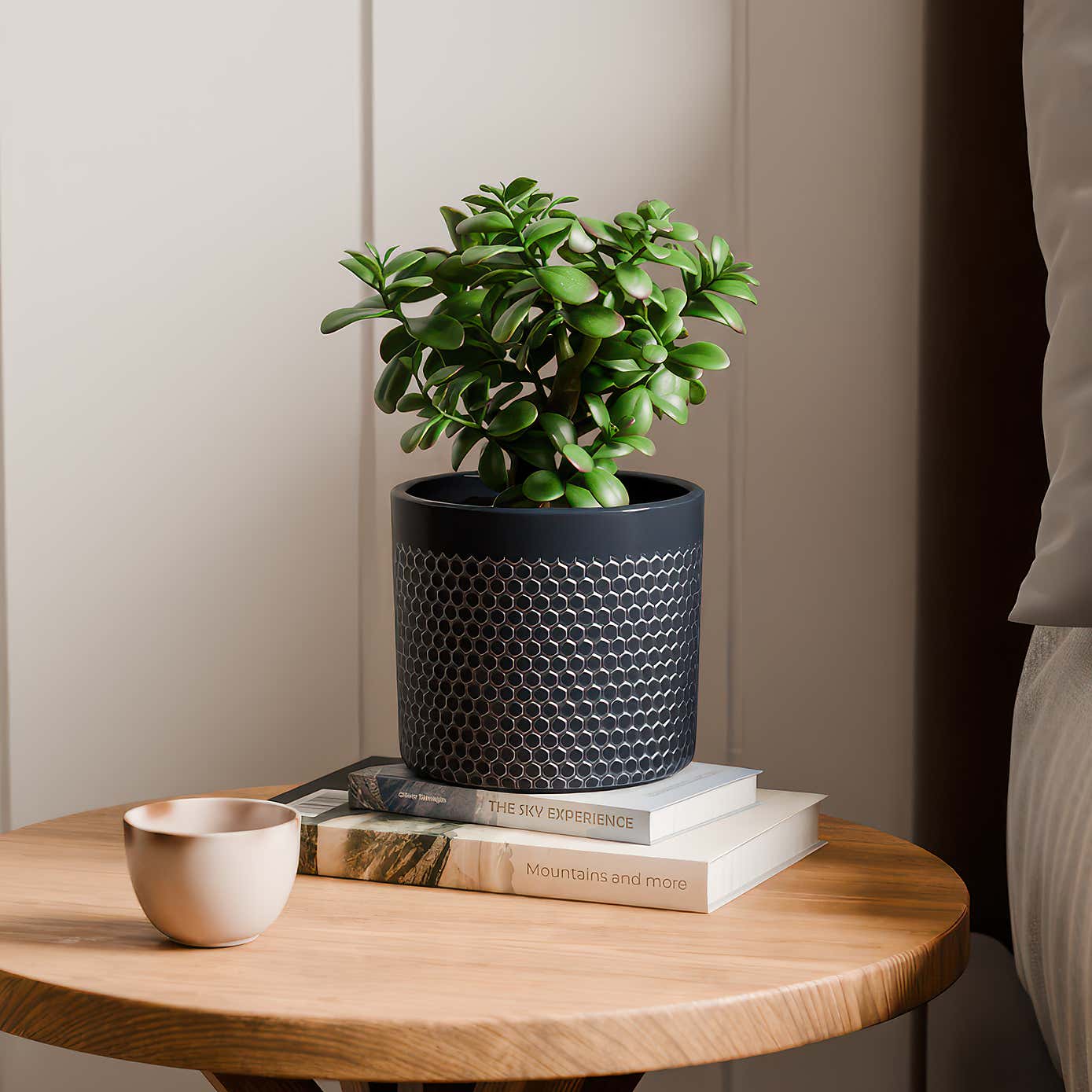 Jade House Plant in Capri Pot