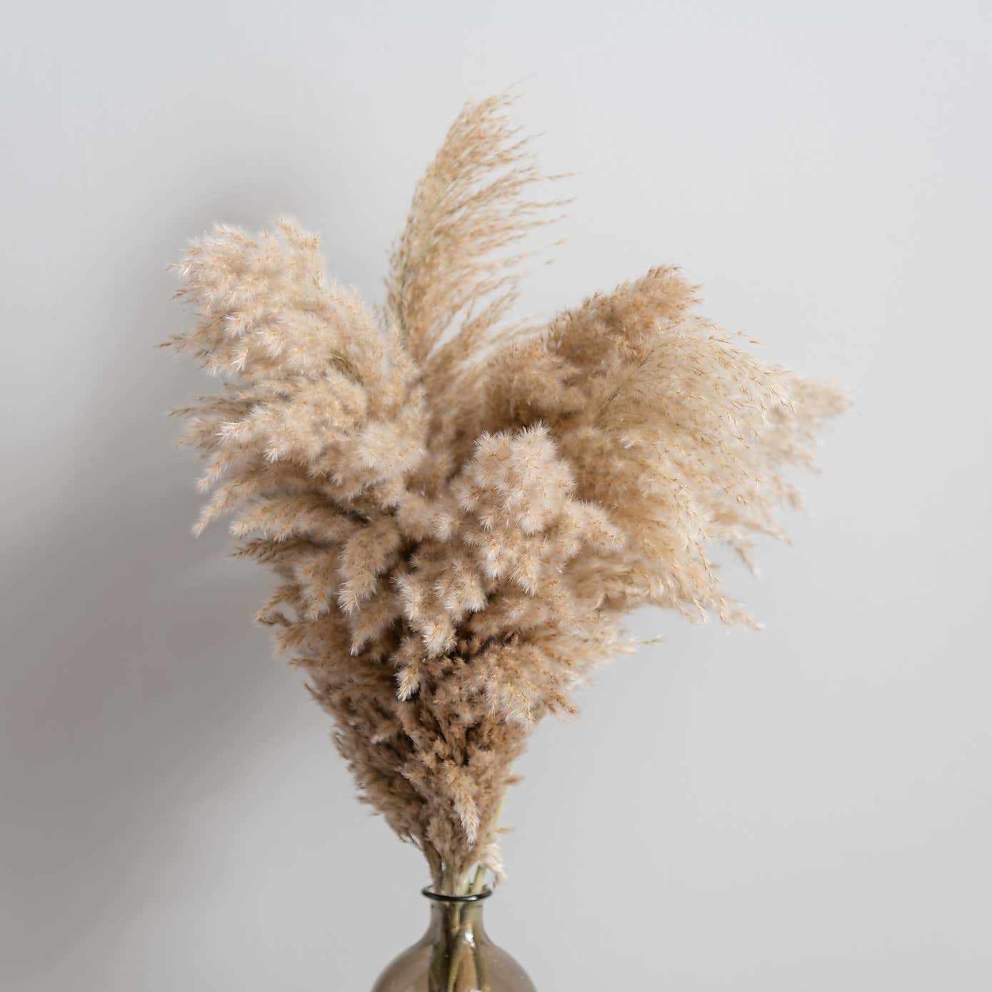 Pampas Natural Grass Bundle 75cm