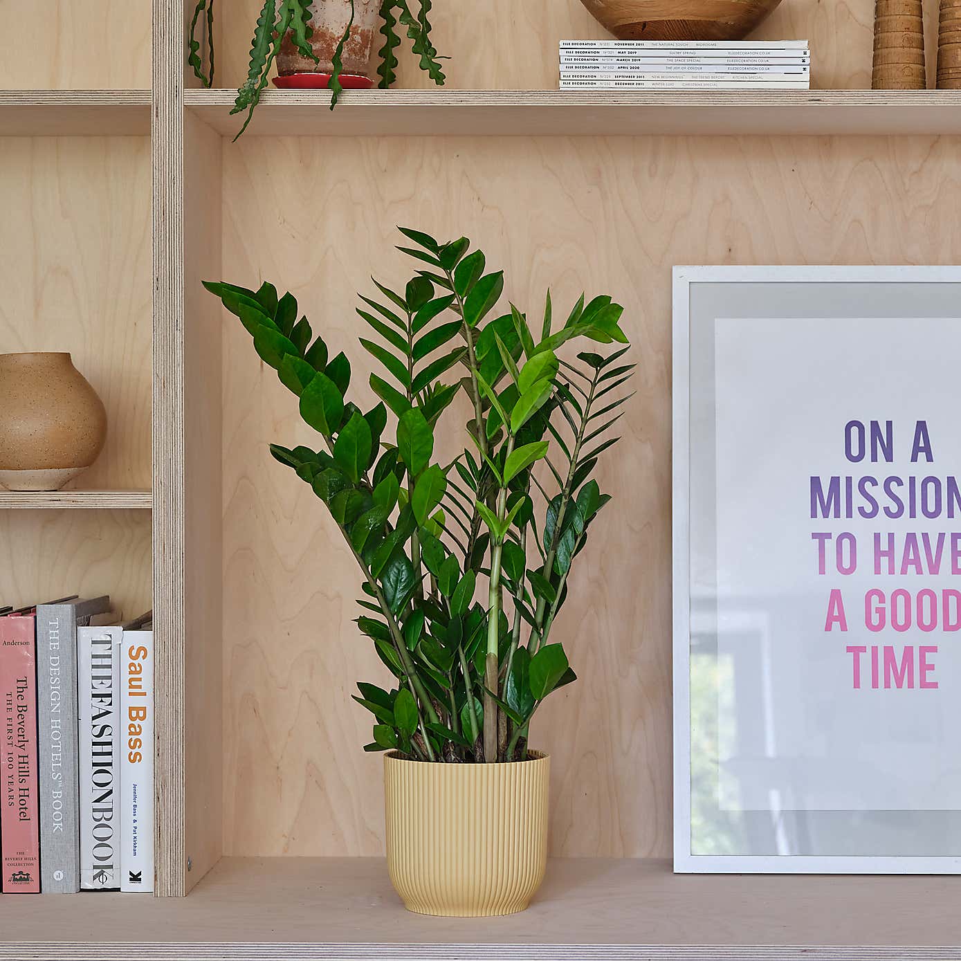 ZZ House Plant in Elho Pot