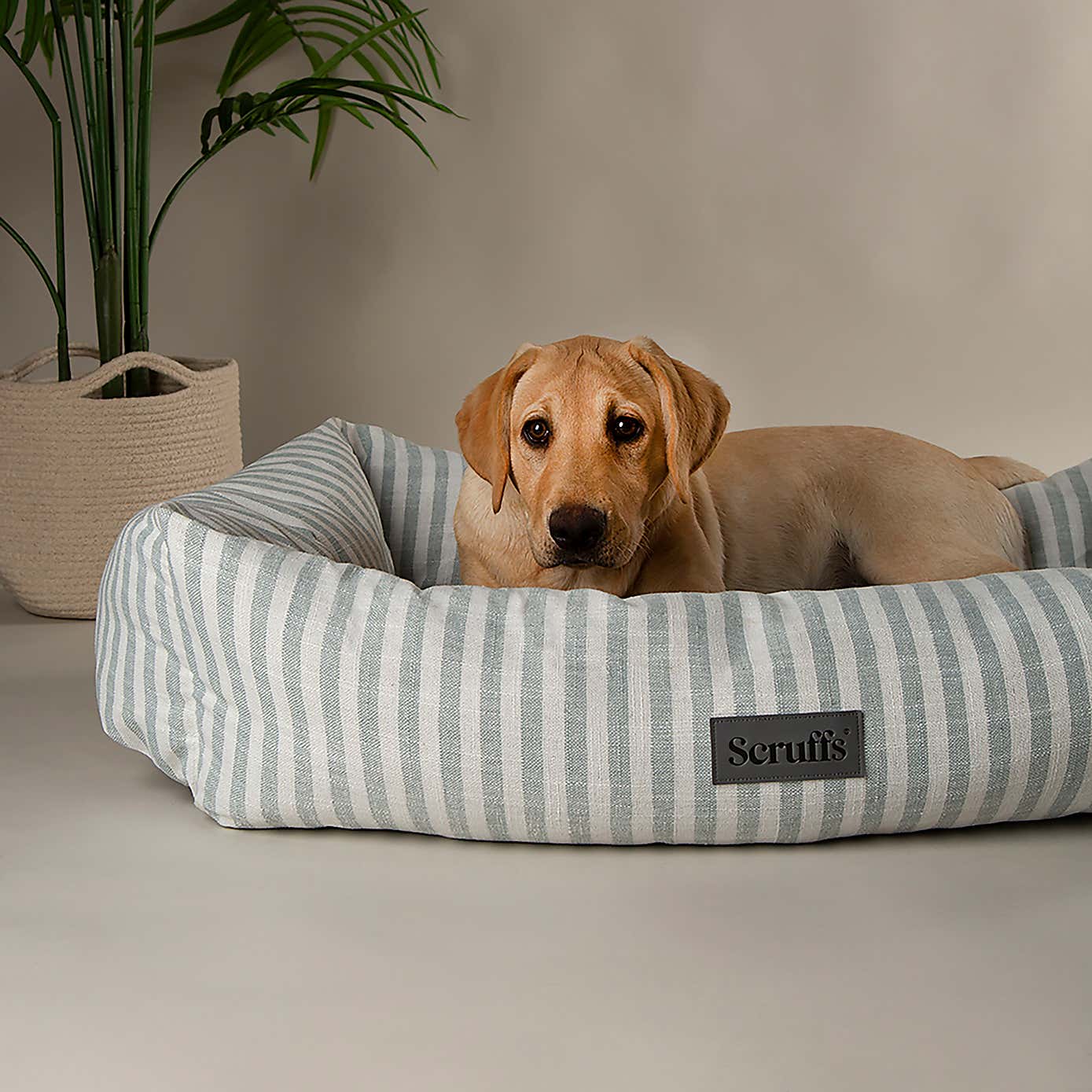 Scruffs Luxury Coast Dog Box Bed