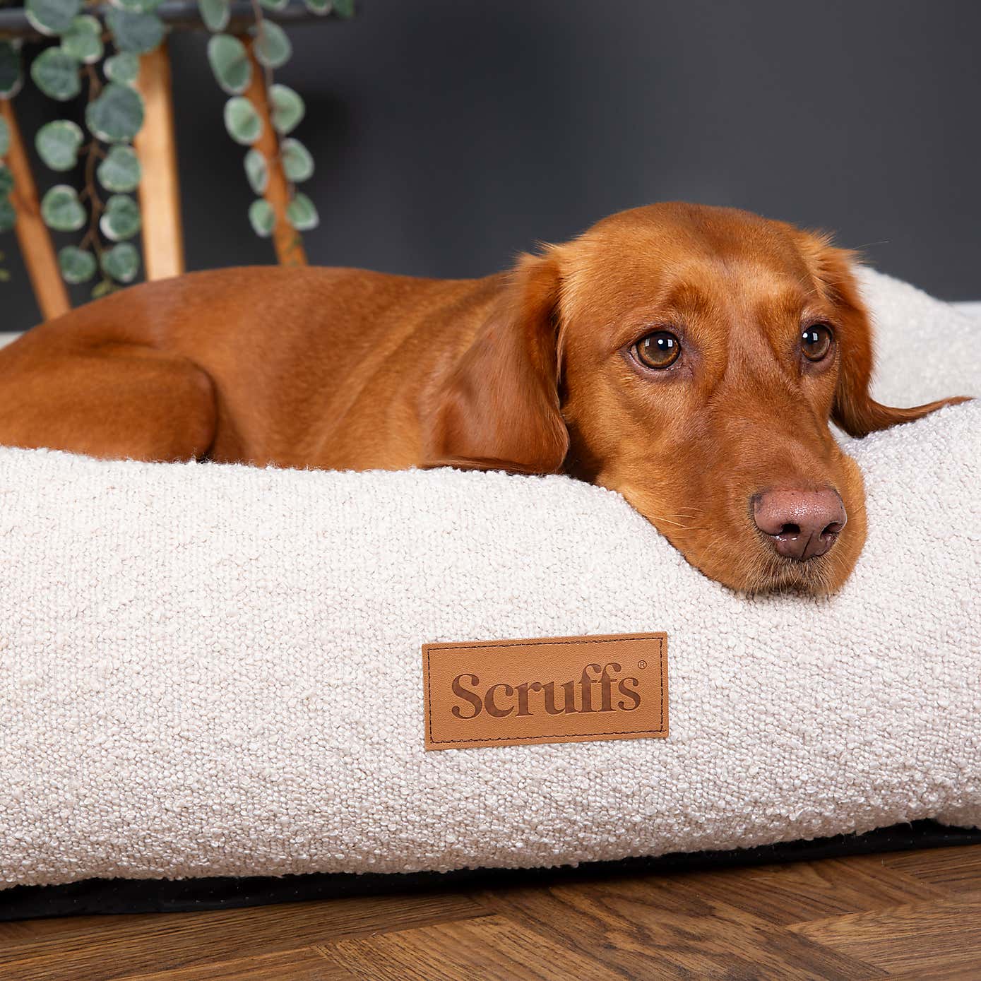 Scruffs Boucle Box Bed