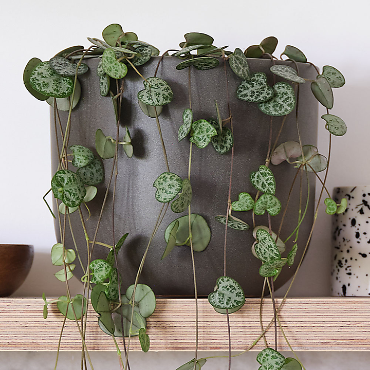 String of Hearts Potted House Plant Bundle