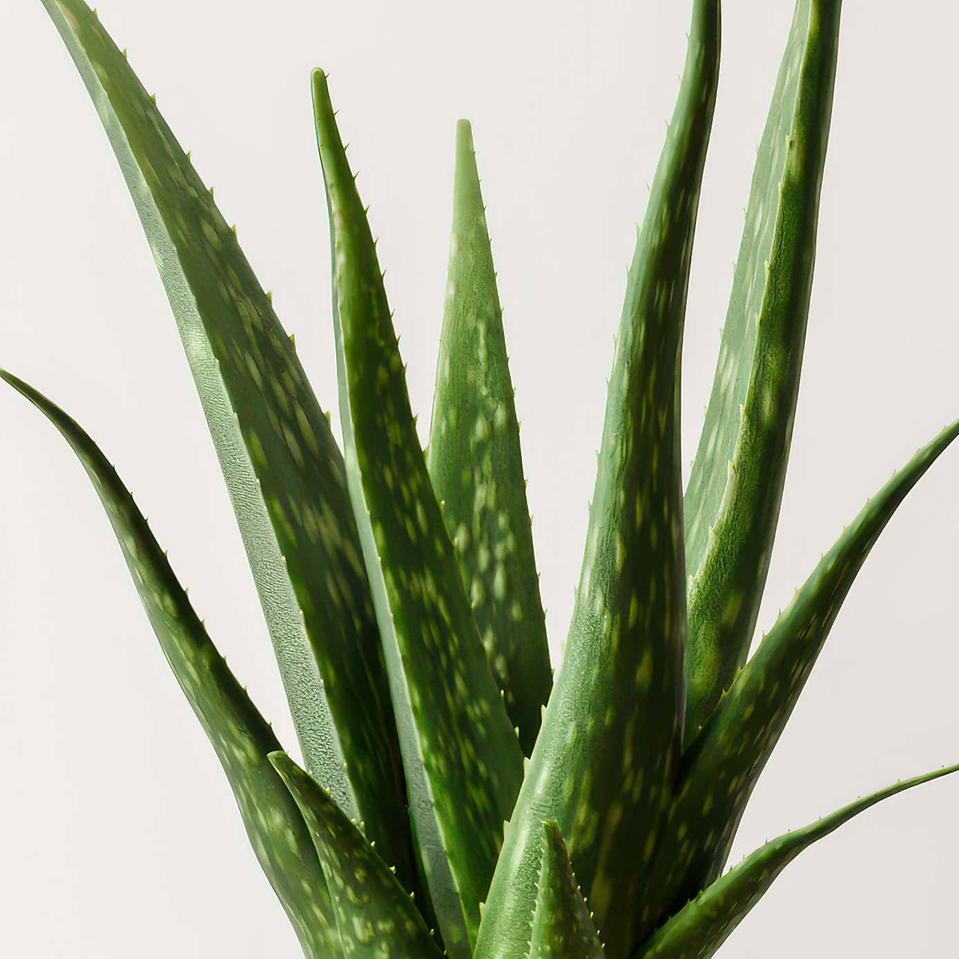 Aloe Vera House Plant in Elho Vibes Pot