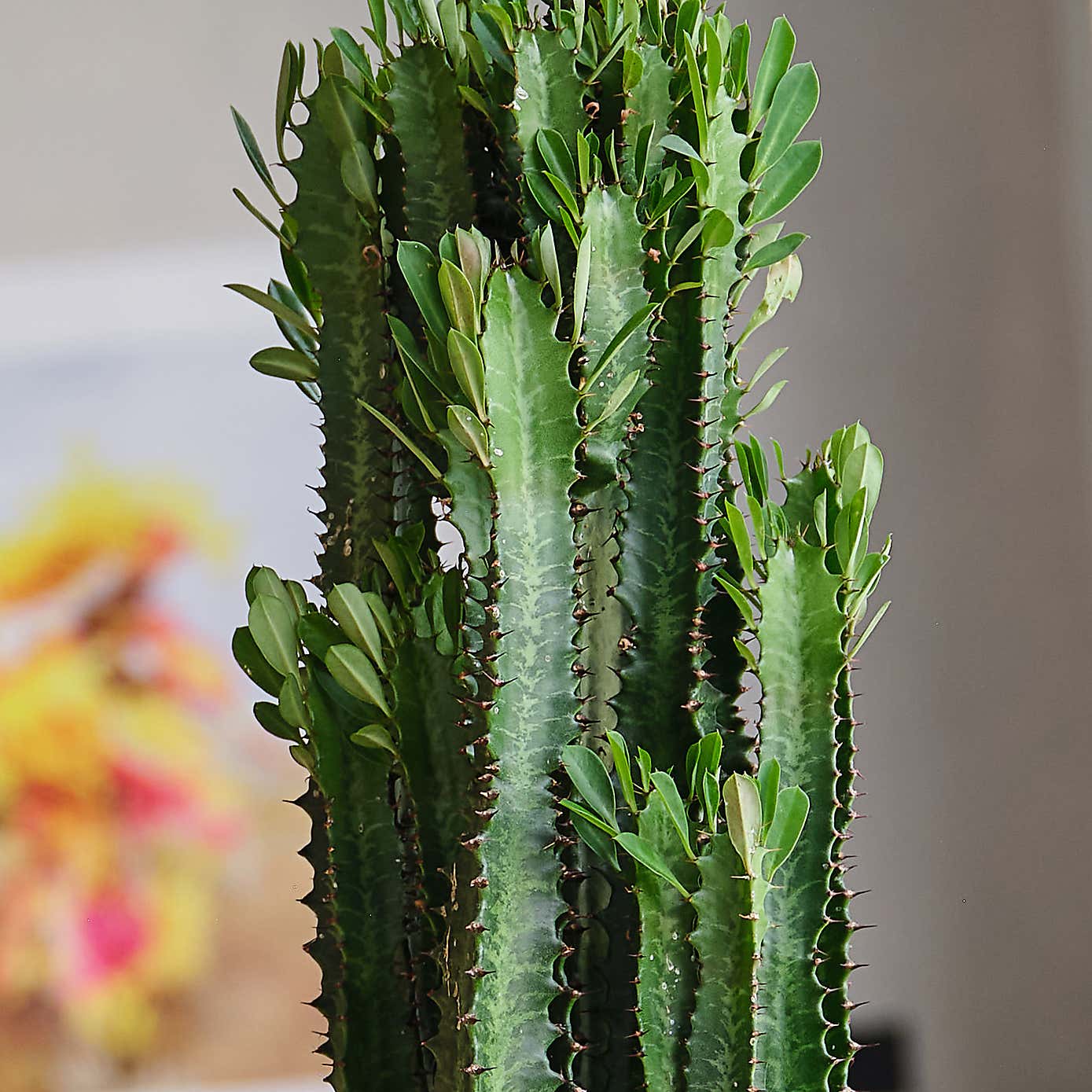 Euphorbia Trigona House Plant in Elho Pot