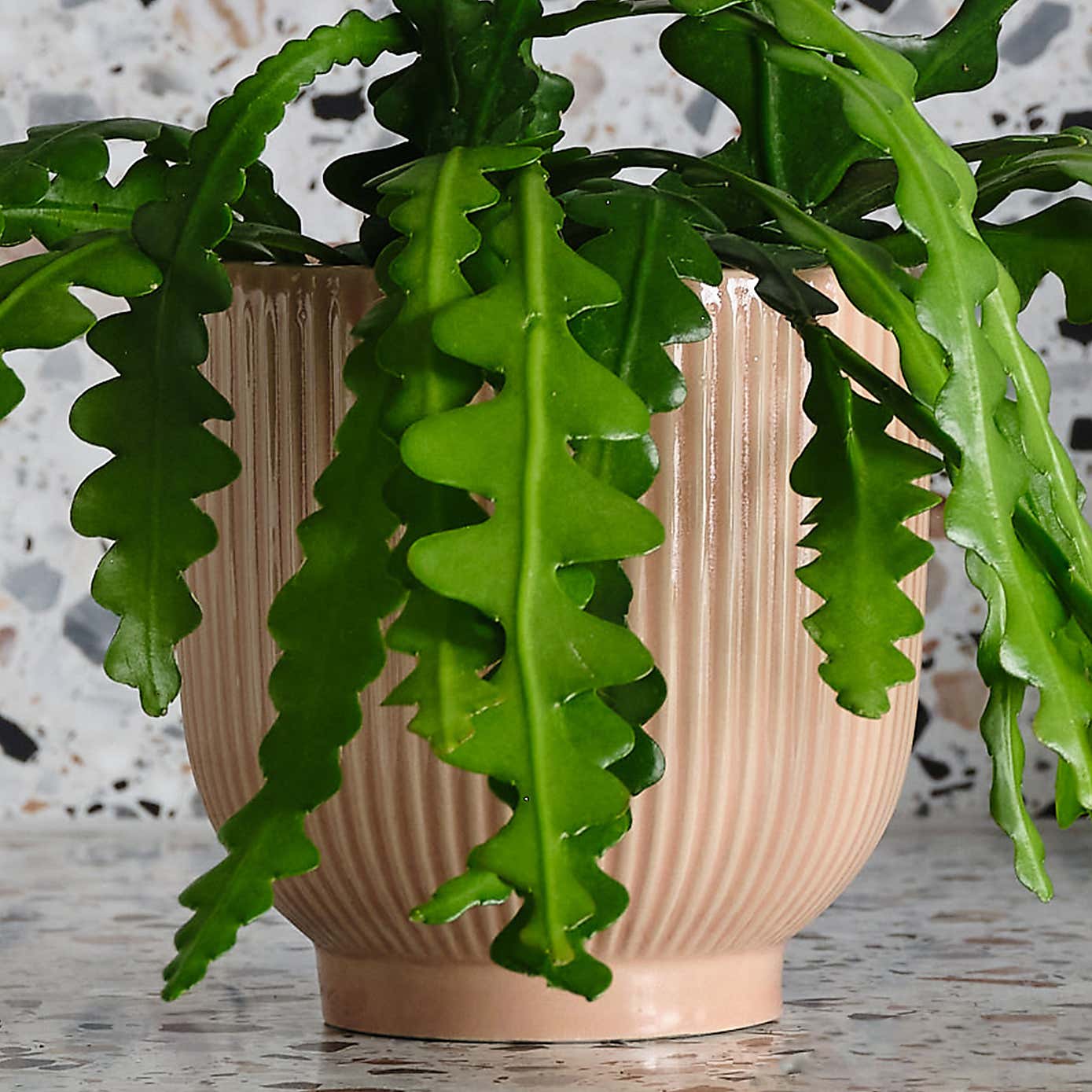 Fishbone Cactus House Plant in Ribbed Pot