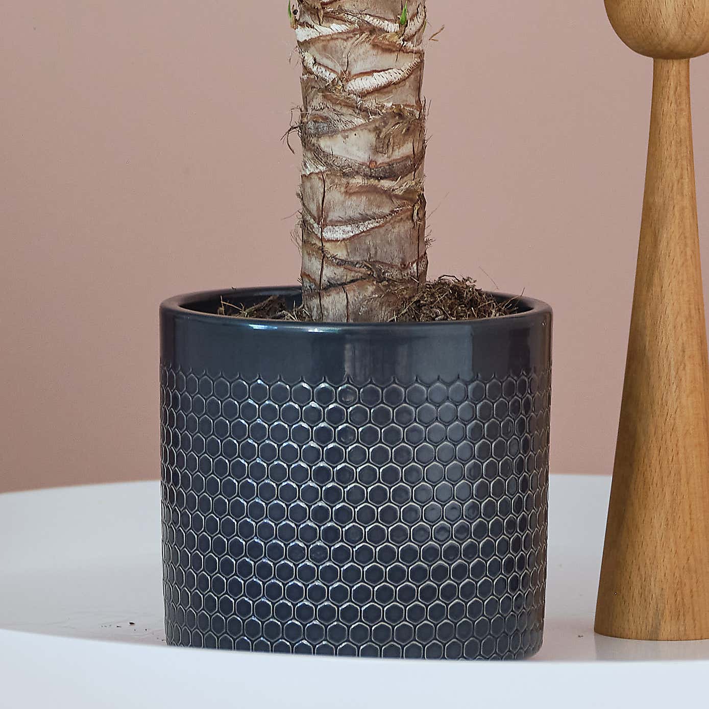 Yucca House Plant in Capri Pot