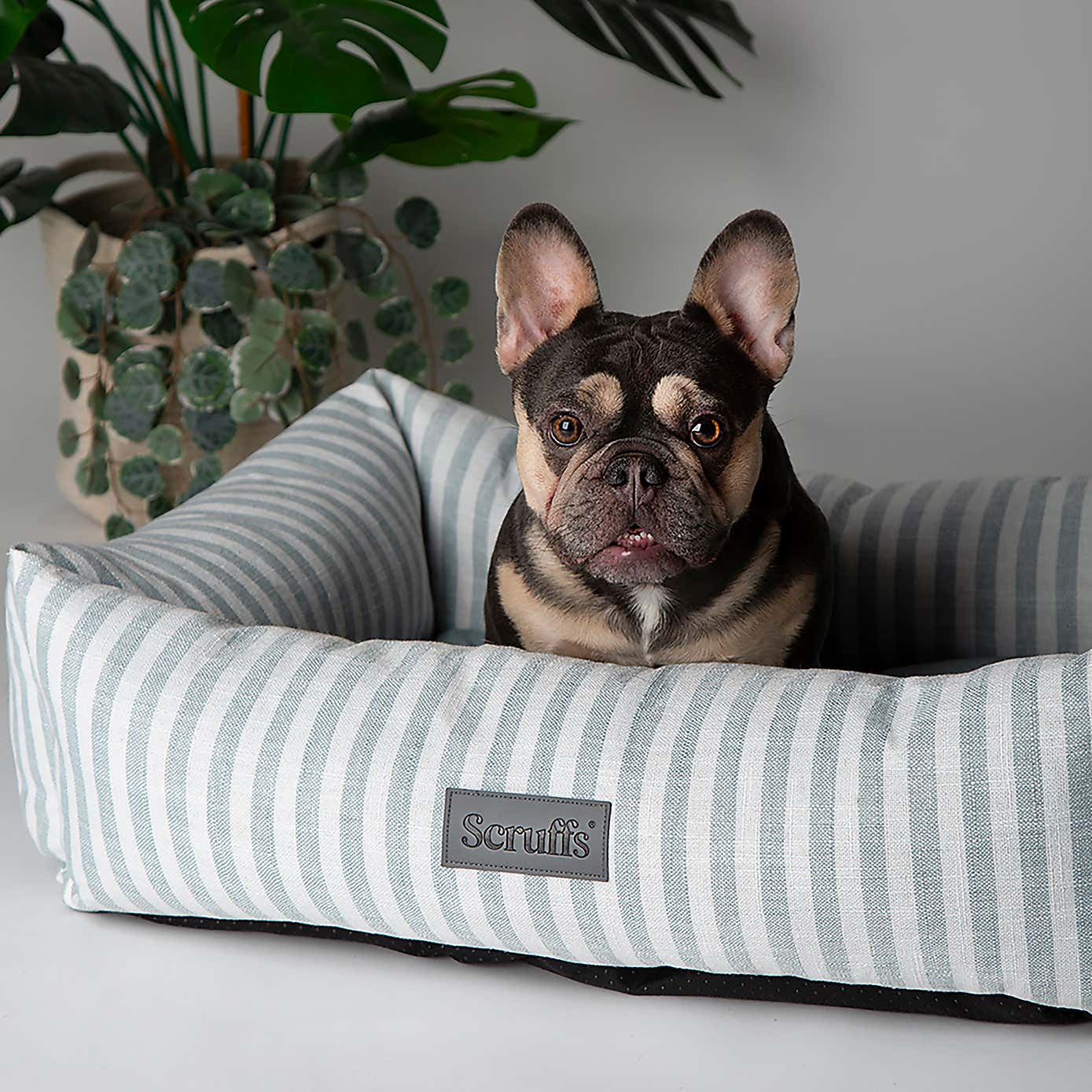 Scruffs Luxury Coast Dog Box Bed
