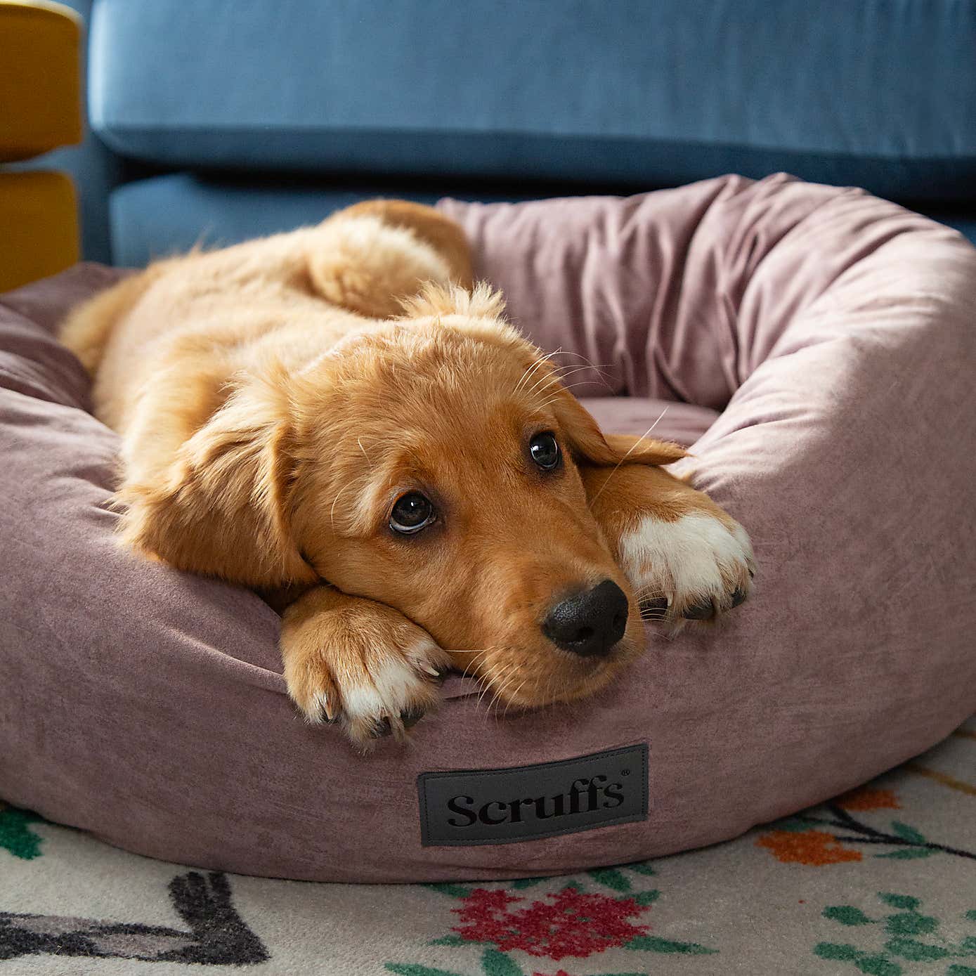 Scruff Oslo Donut Dog Bed