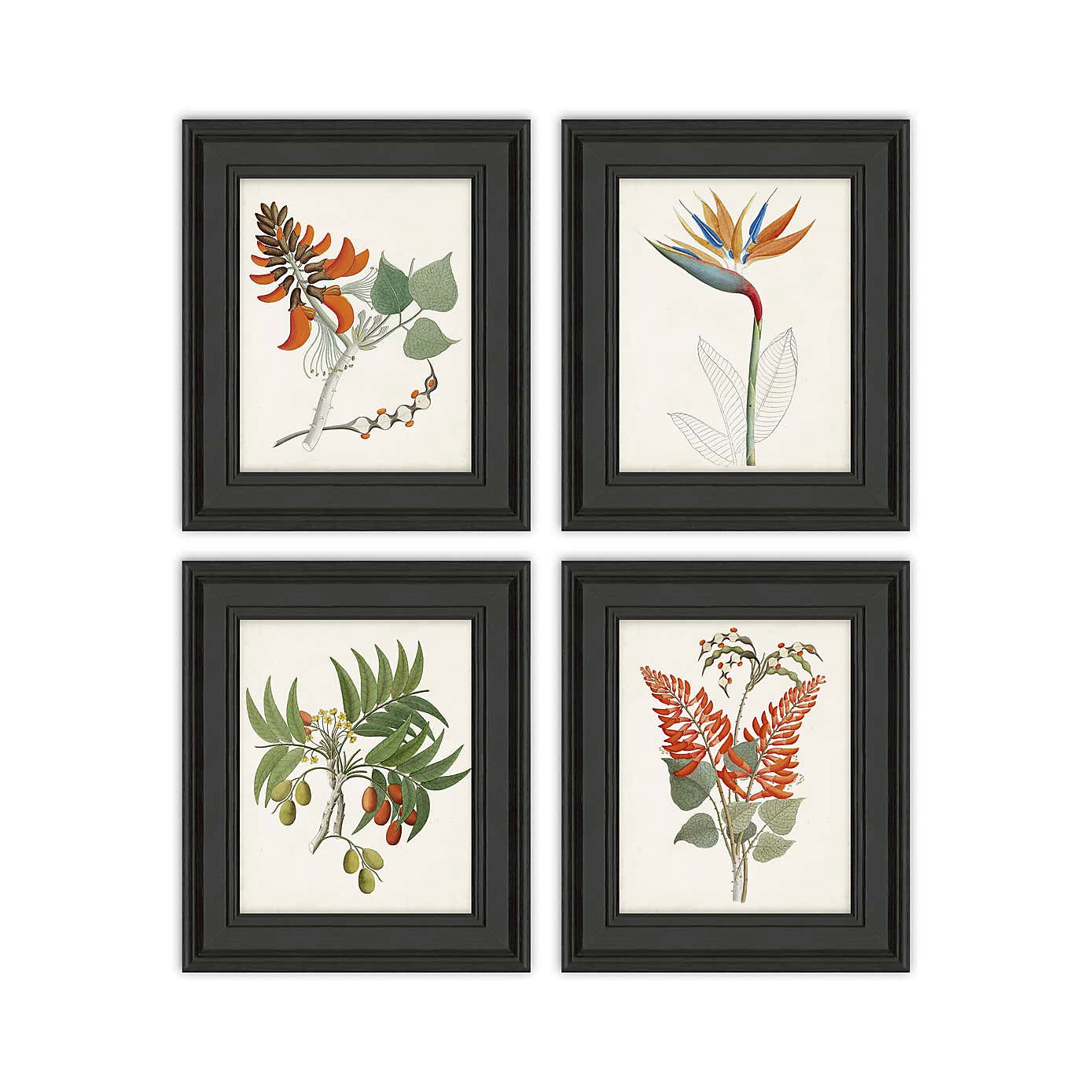 Set of 4 Botanical Tropics Framed Prints