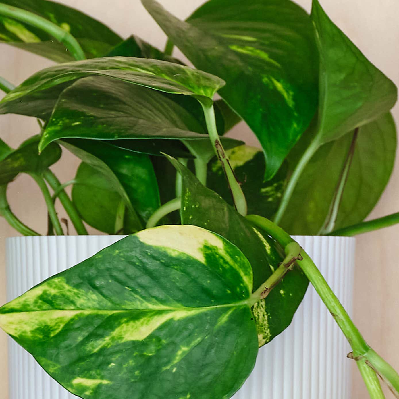 Devil's Ivy House Plant in Capri Pot