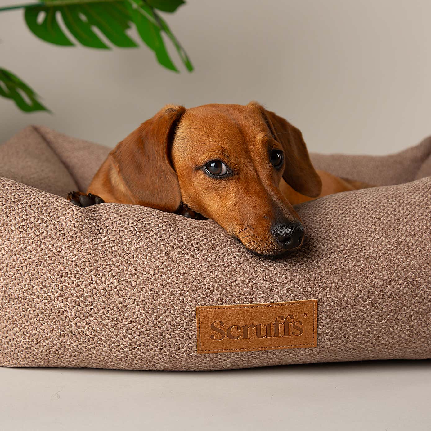 Scruffs Seattle Box Bed