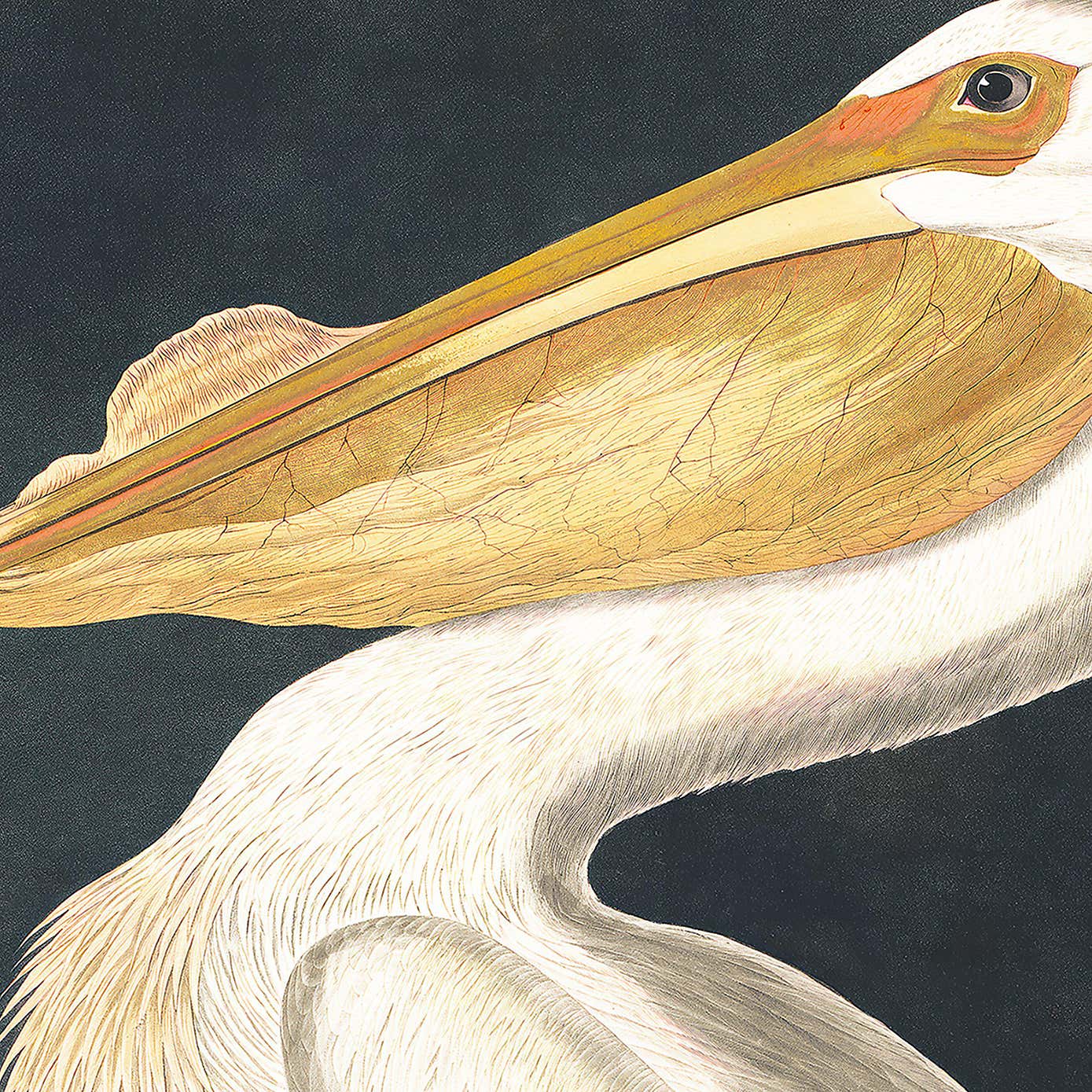 Cedar & Sage White Pelican Framed Canvas