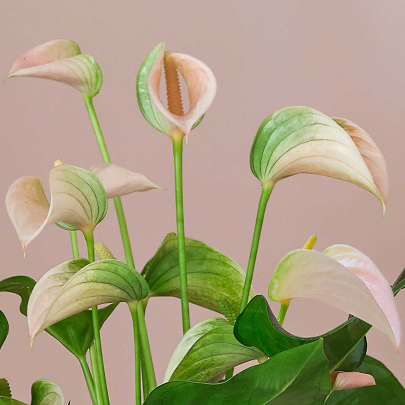 Peach Anthurium House Plant in Elho Pot