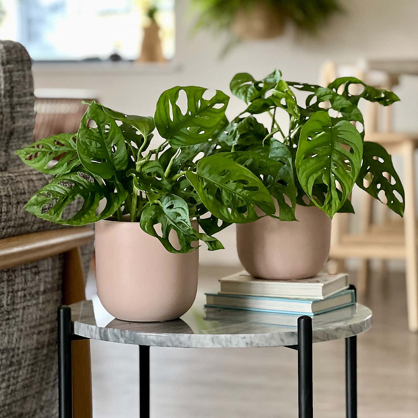 Swiss Cheese Obliqua Potted House Plant Bundle