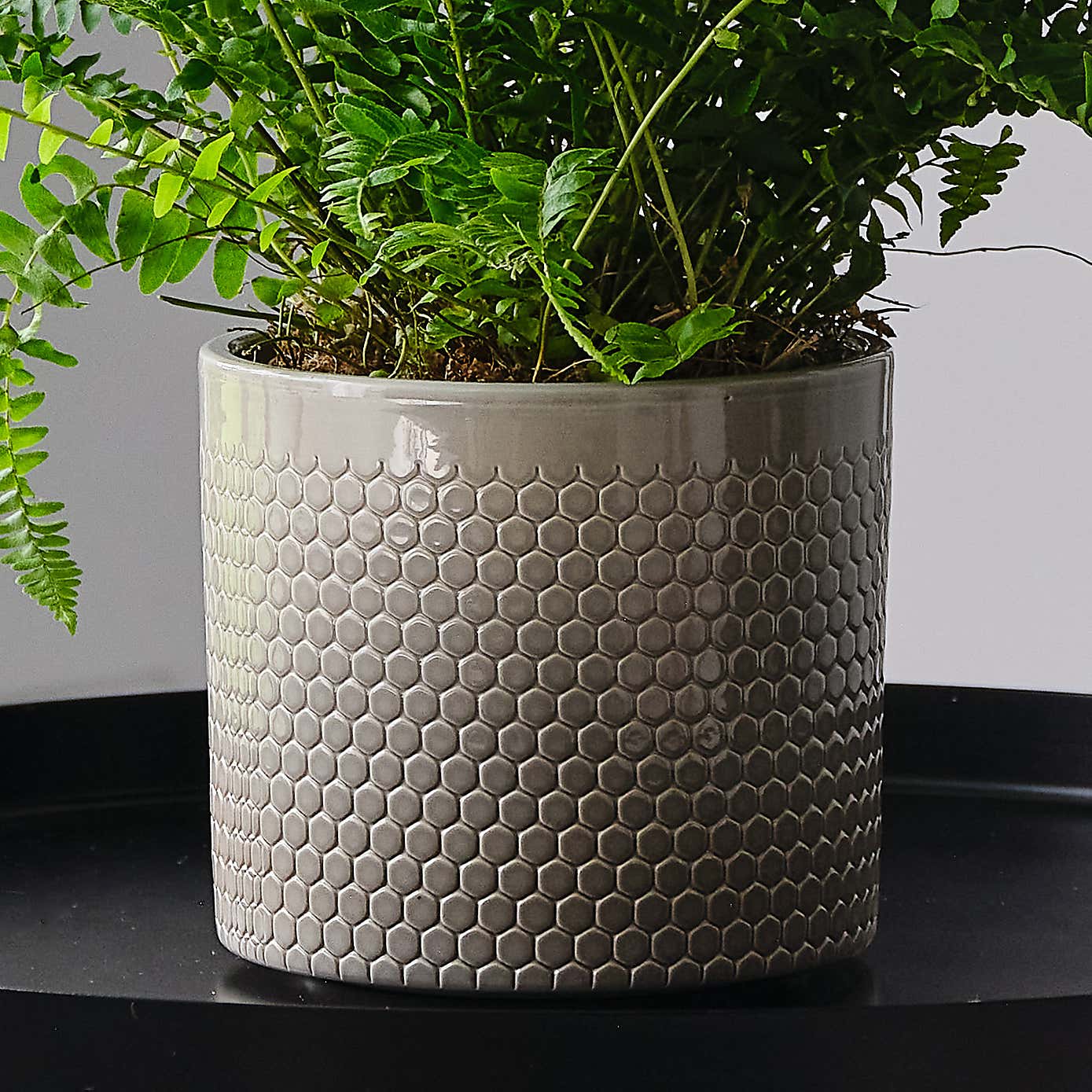 Boston Fern House Plant in Capri Pot