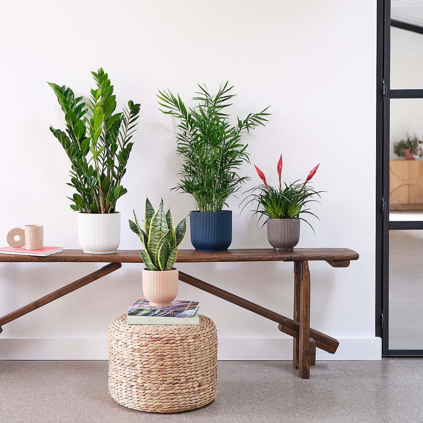 Unkillable Potted House Plant Bundle