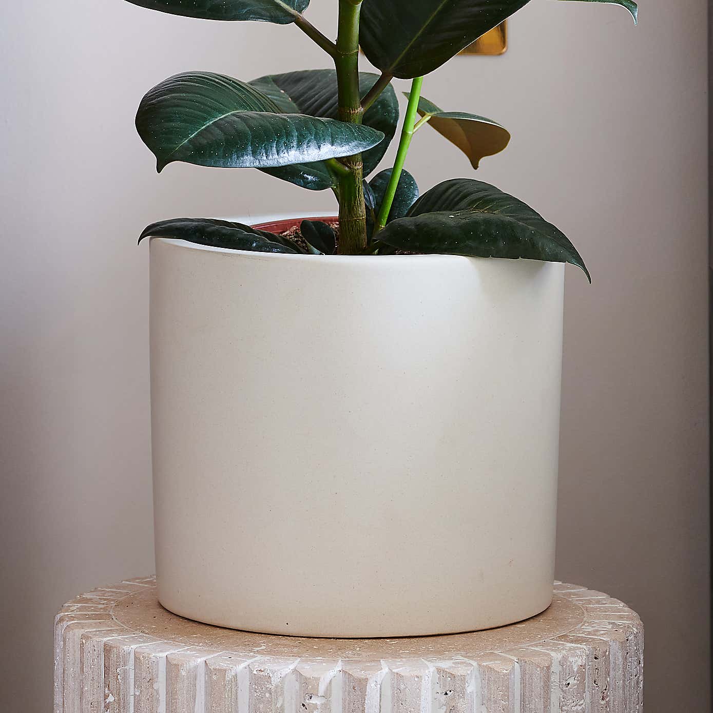 Beards & Daisies Rubber Plant House Plant in Earthenware Pot