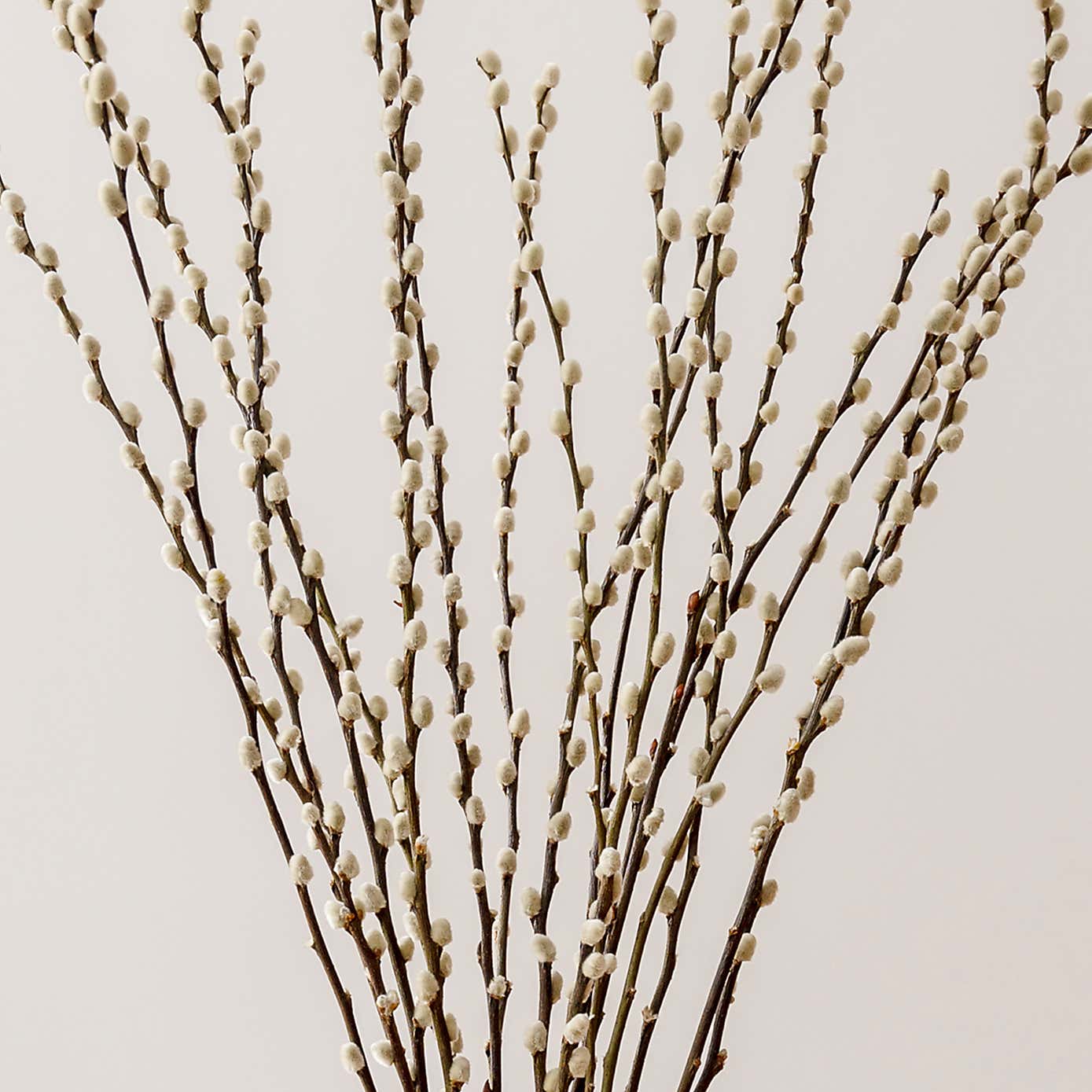 Bundle of 20 Salix Pussy Willow Stems