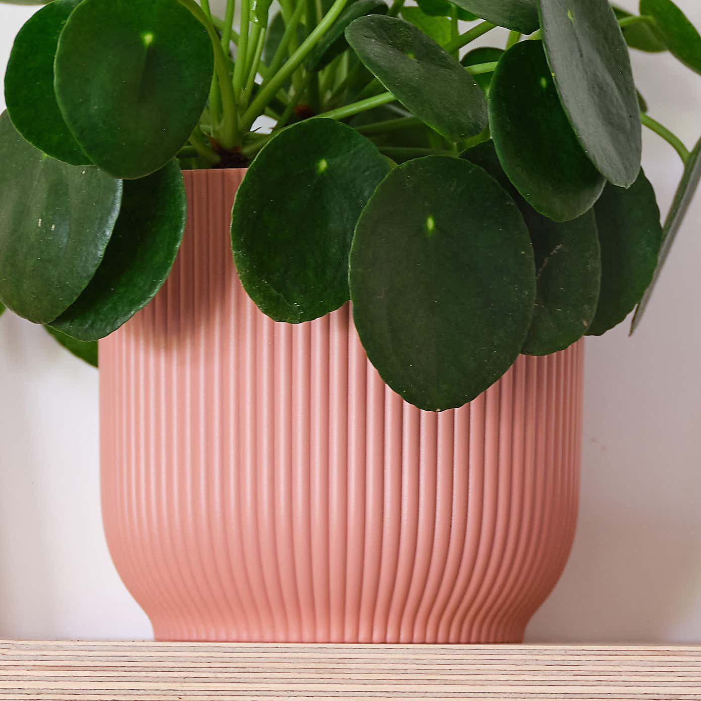 Chinese Money House Plant in Elho Pot