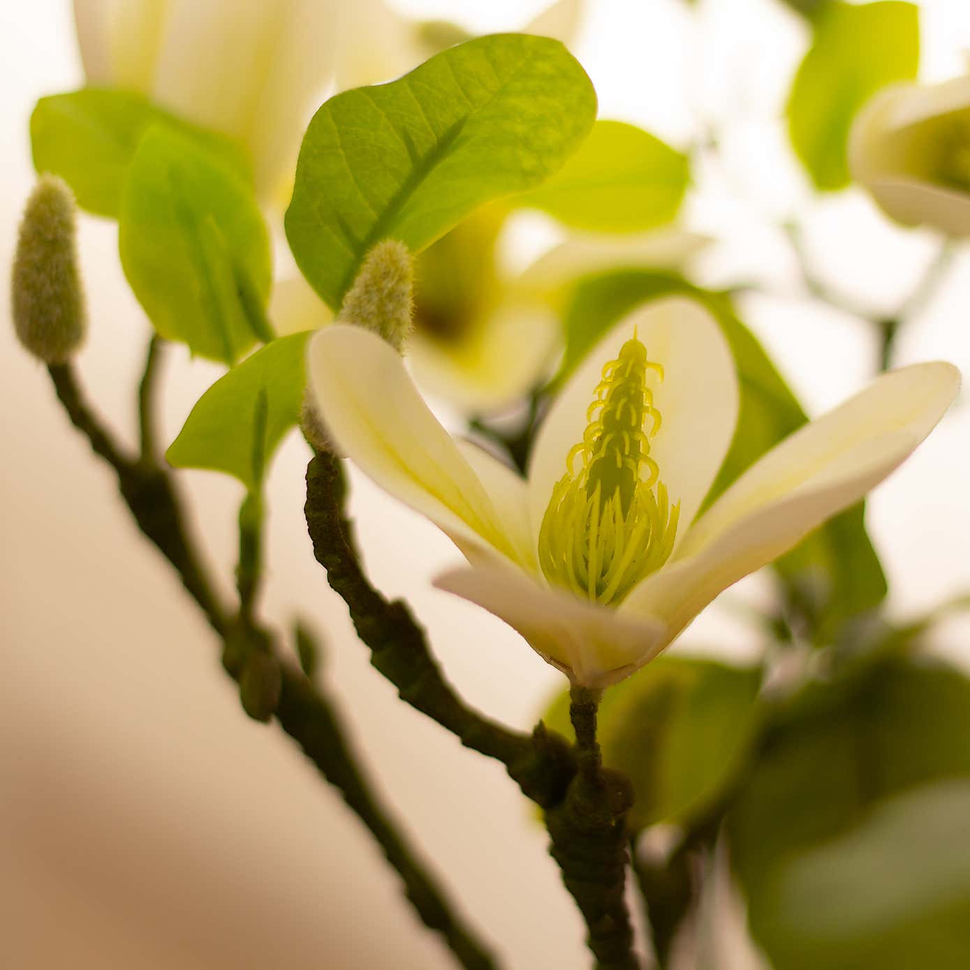 Artificial Cream Magnolia Tree in Black Plant Pot
