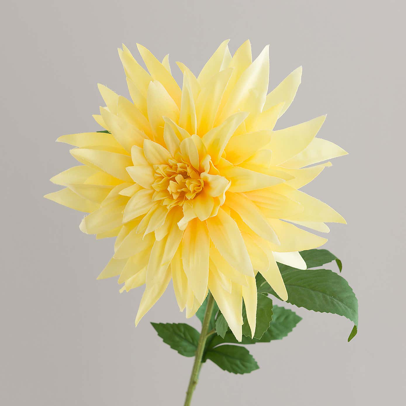 Yellow Dahlia Stem