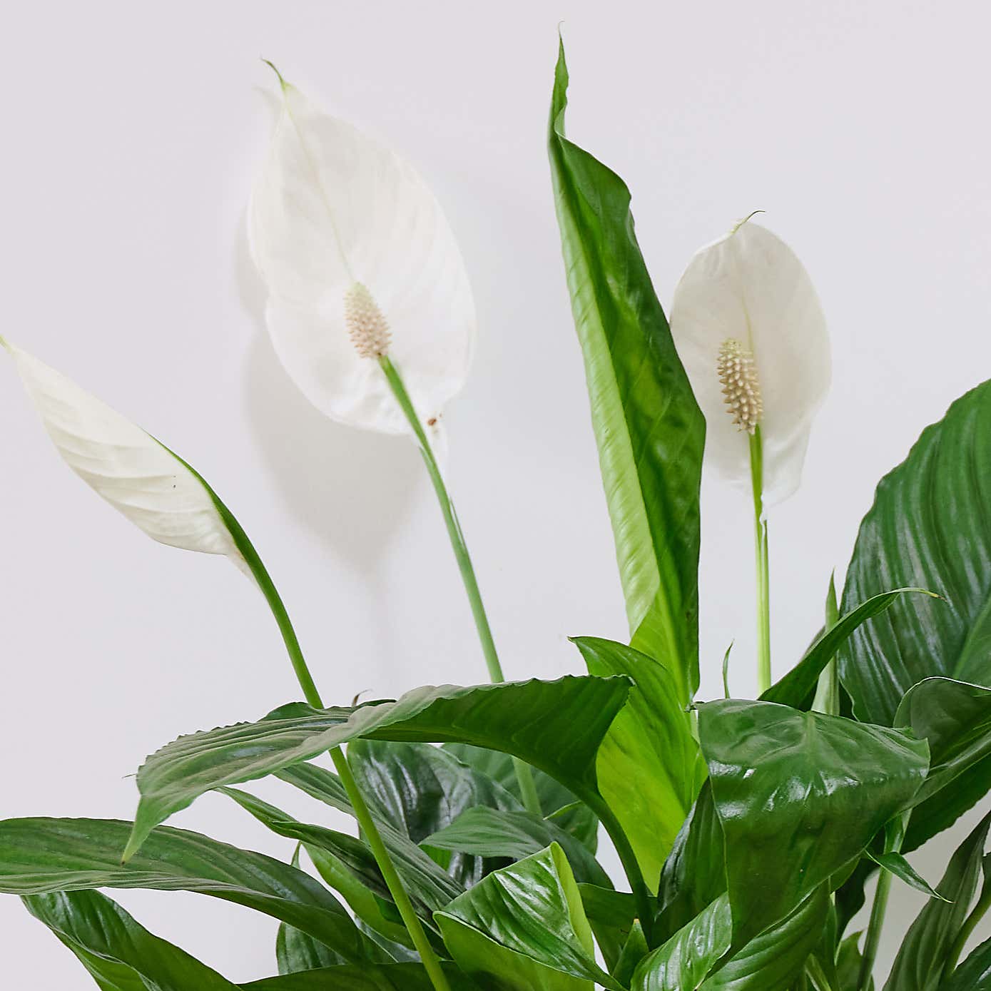 Peace Lily House Plant in Capri Pot