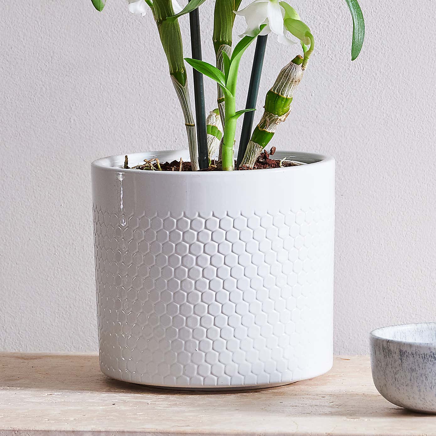 Beards & Daisies Dendrobium Bamboo Orchid House Plant in Capri Pot