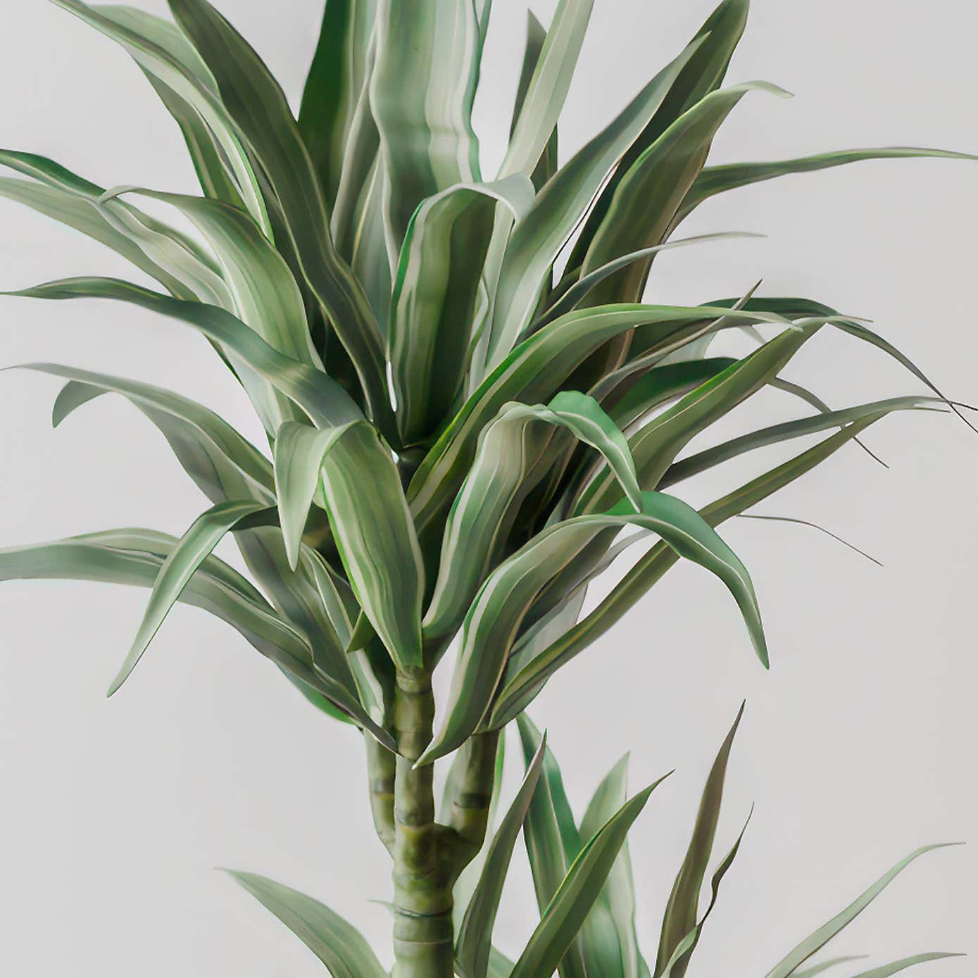 Beards & Daisies Dracaena Warneckei House Plant in Capri Pot