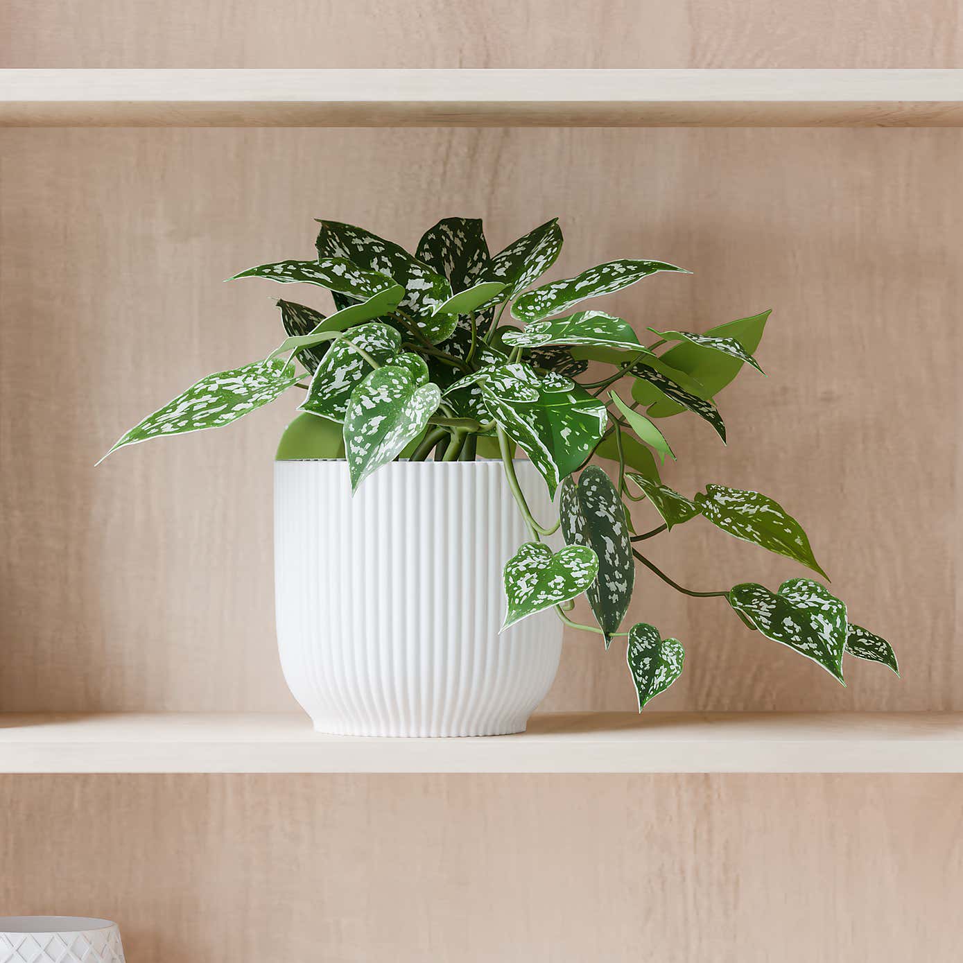 Beards & Daisies Trailing Satin Pothos House Plant in Elho Pot