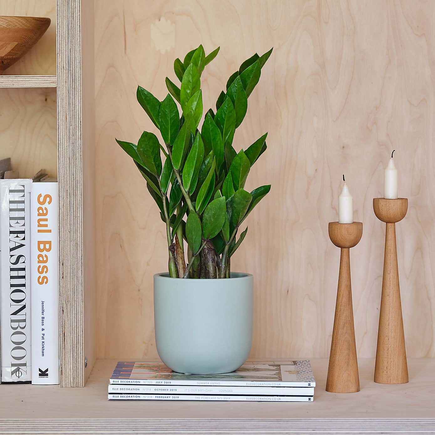 ZZ House Plant in Earthenware Pot