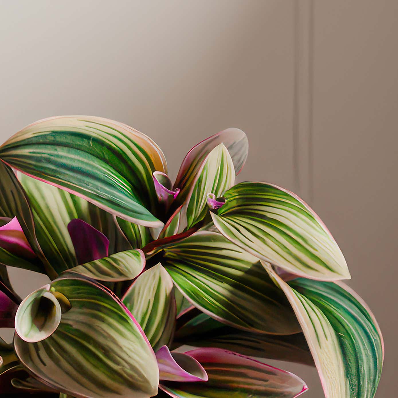 Tradescantia Nanouk House Plant in Ribbed Ceramic Pot