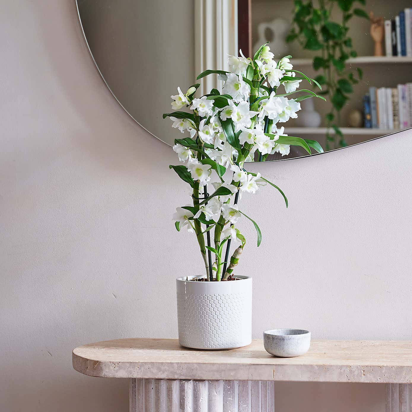 Beards & Daisies Dendrobium Bamboo Orchid House Plant in Capri Pot