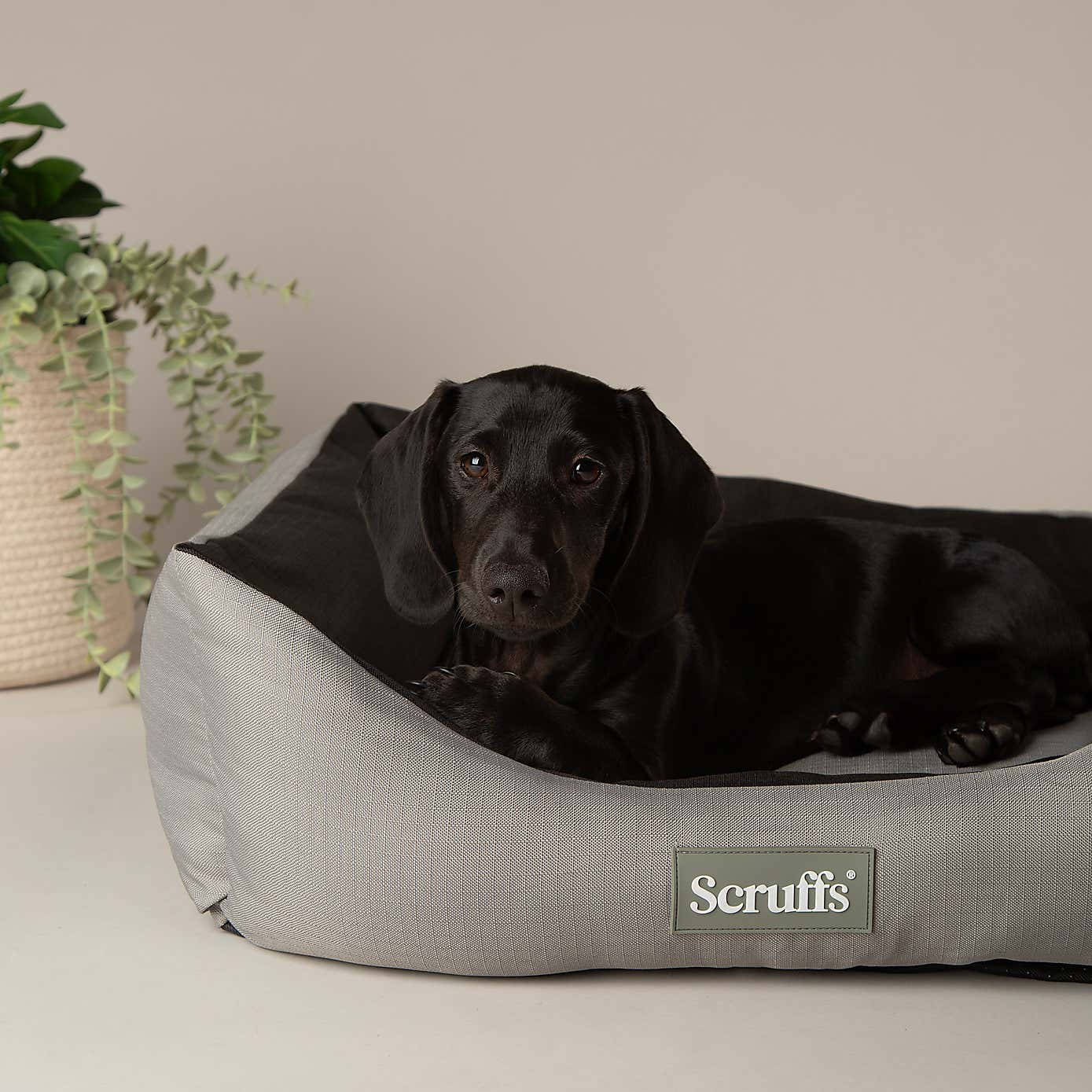 Scruffs Expedition Box Bed