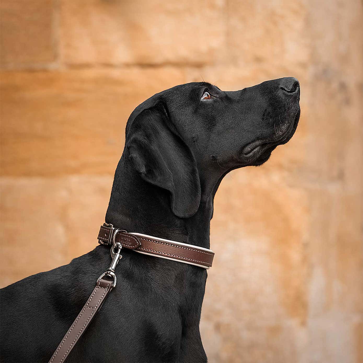Lords and Labradors Italian Padded Leather Dog Collar