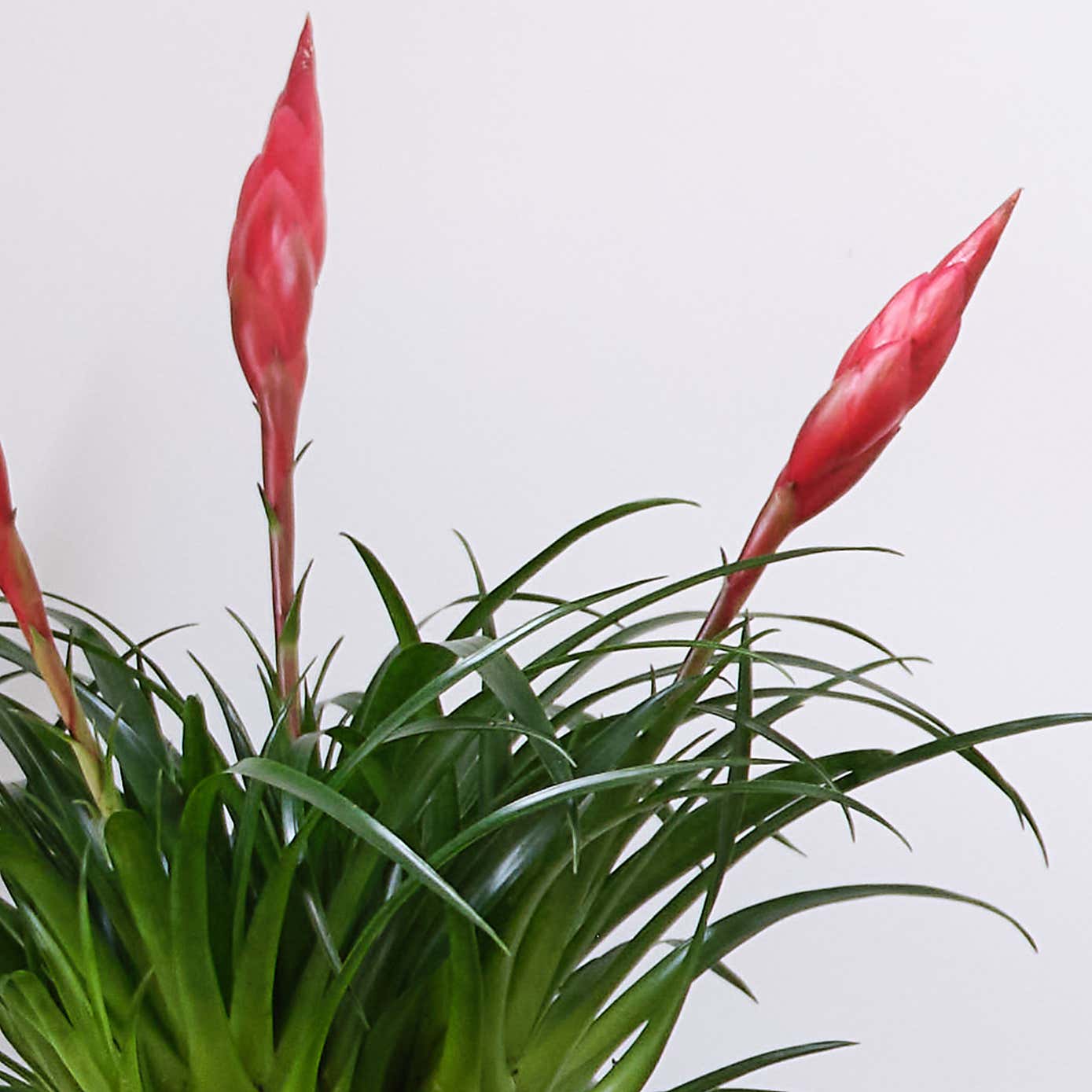 Unkillable Potted House Plant Bundle