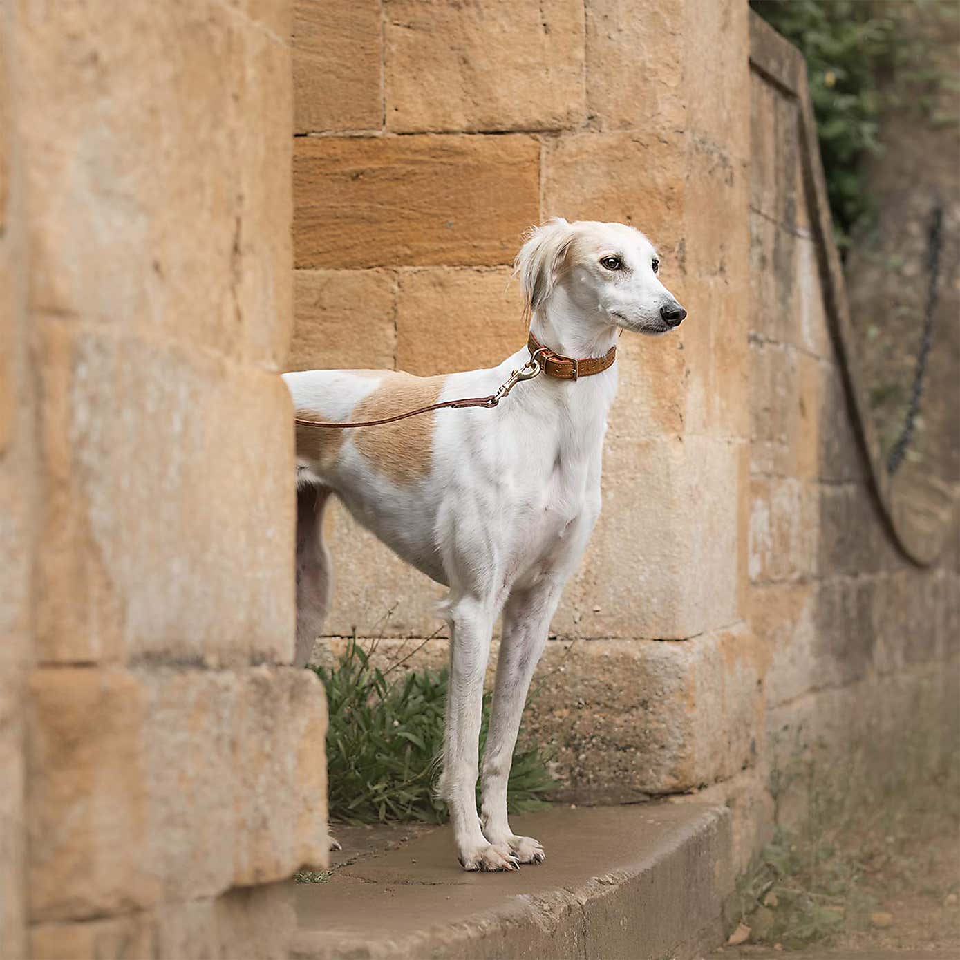 Lords and Labradors Ostrich Leather Dog Collar