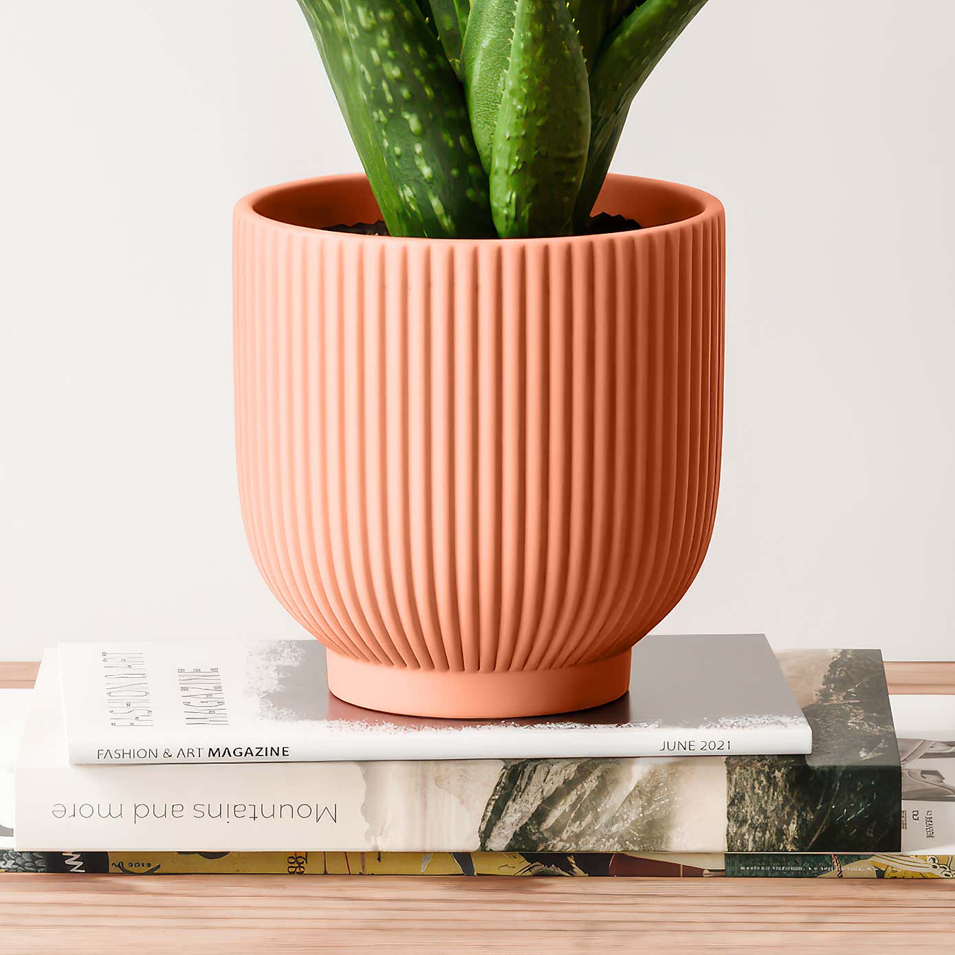 Aloe Vera House Plant in Ribbed Ceramic Pot