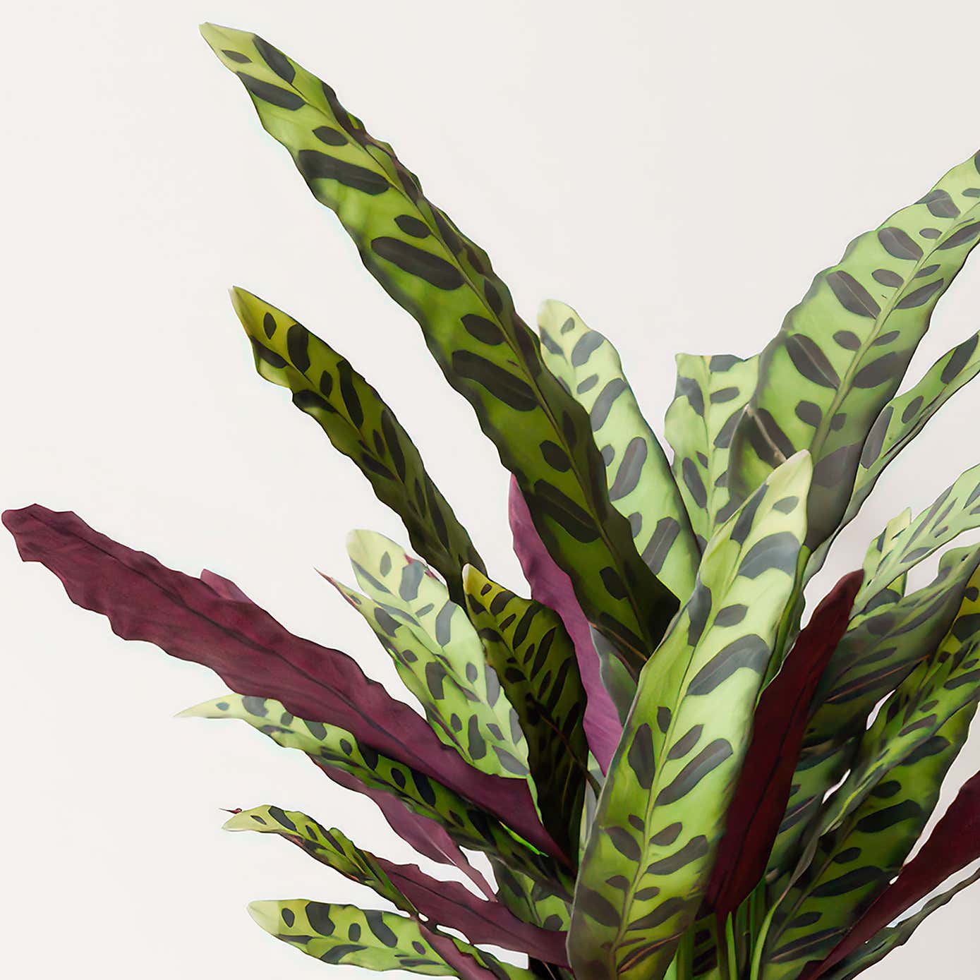 Calathea Lancifolia House Plant in Elho Vibes Pot