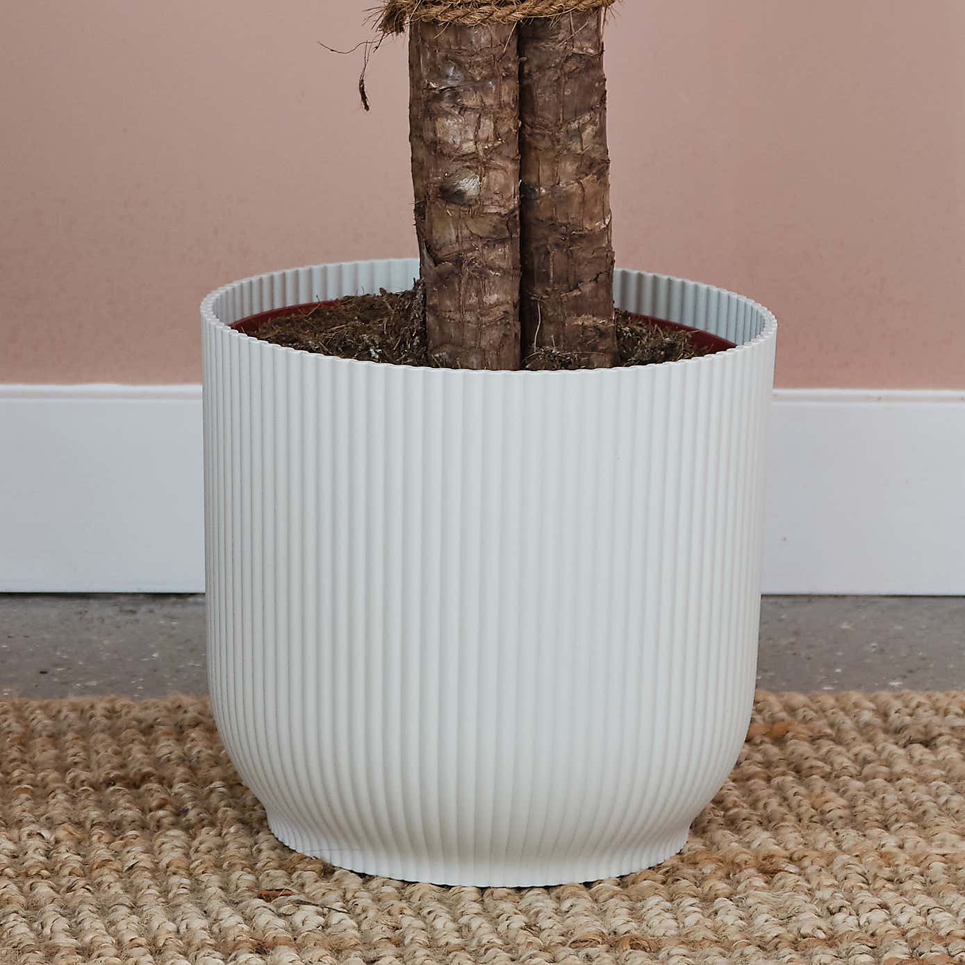 Yucca House Plant in Elho Pot