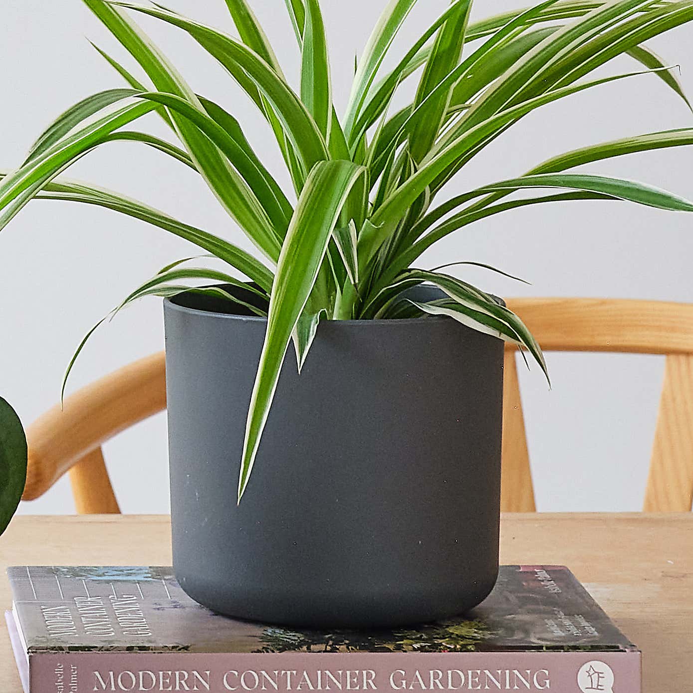 Propagation Potted House Plant Bundle